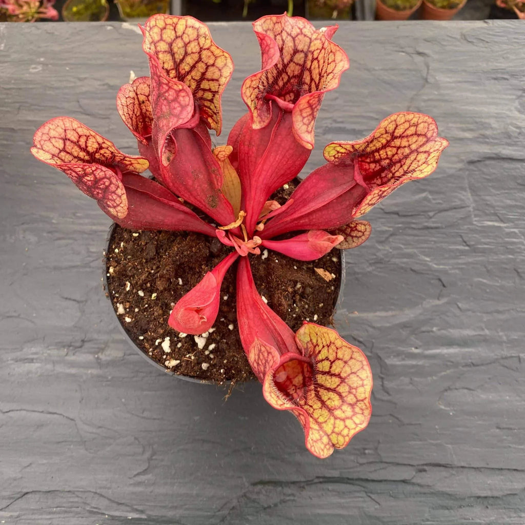 Sarracenia purpurea ssp. venosa „Belly of Blood“ x venosa Sheely Pond, 12-16 cm 大森食虫植物農園