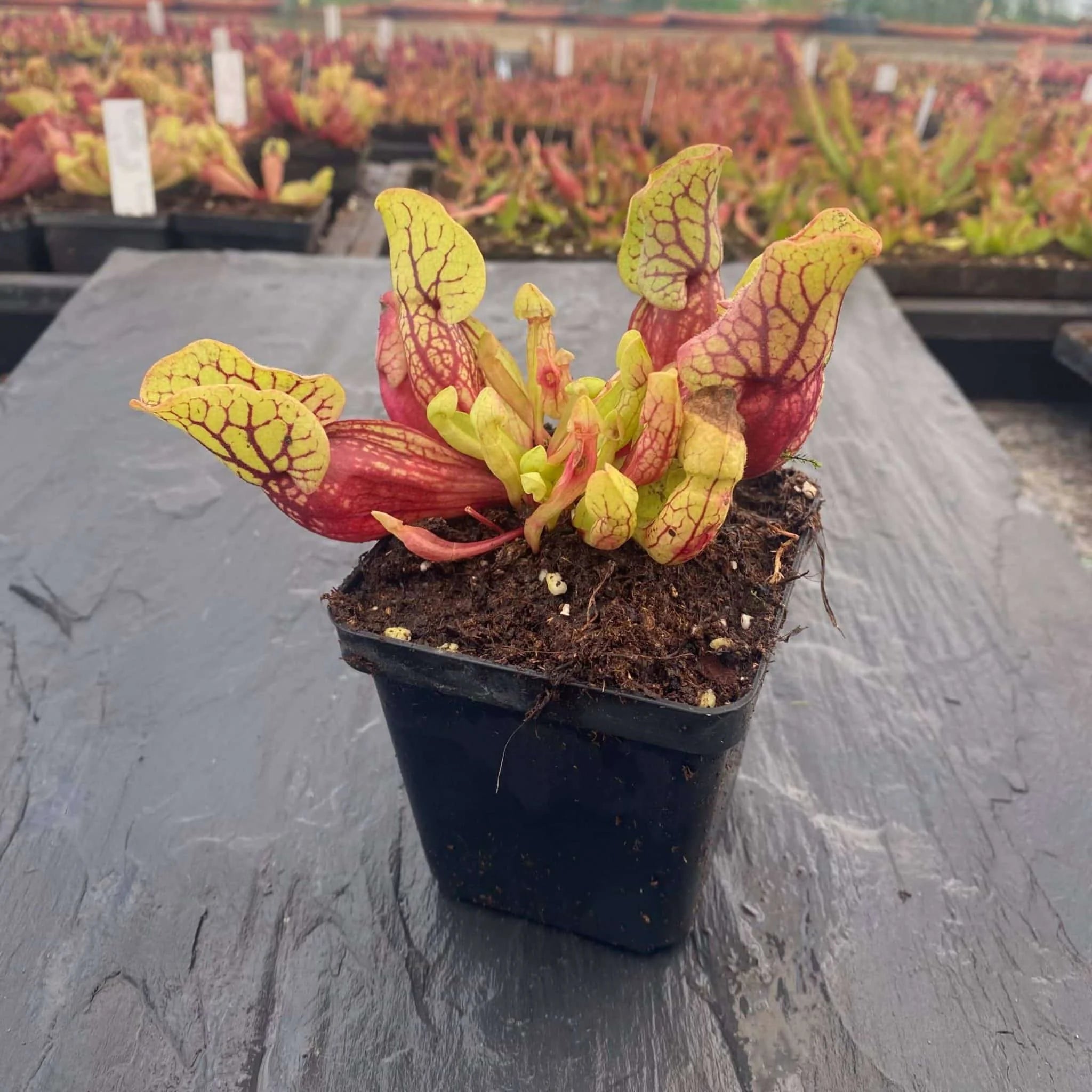 Sarracenia purpurea ssp. venosa „Belly of Blood“, 10-12 cm 大森食虫植物農園