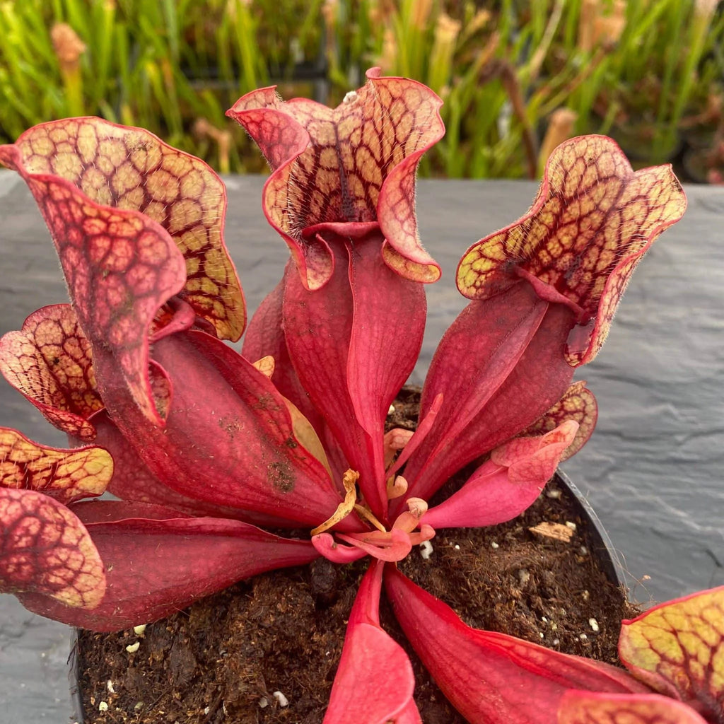 Sarracenia purpurea ssp. venosa „Belly of Blood“ x venosa Sheely Pond, 12-16 cm 大森食虫植物農園
