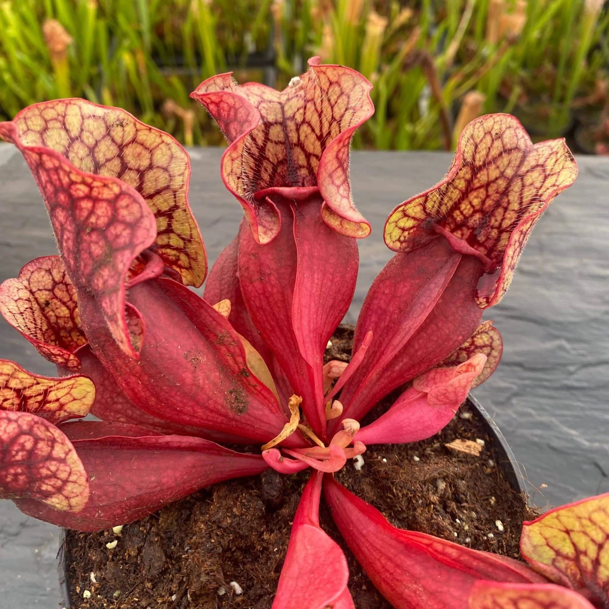 Sarracenia purpurea ssp. venosa „Belly of Blood“ x venosa Sheely Pond, 12-16 cm 大森食虫植物農園
