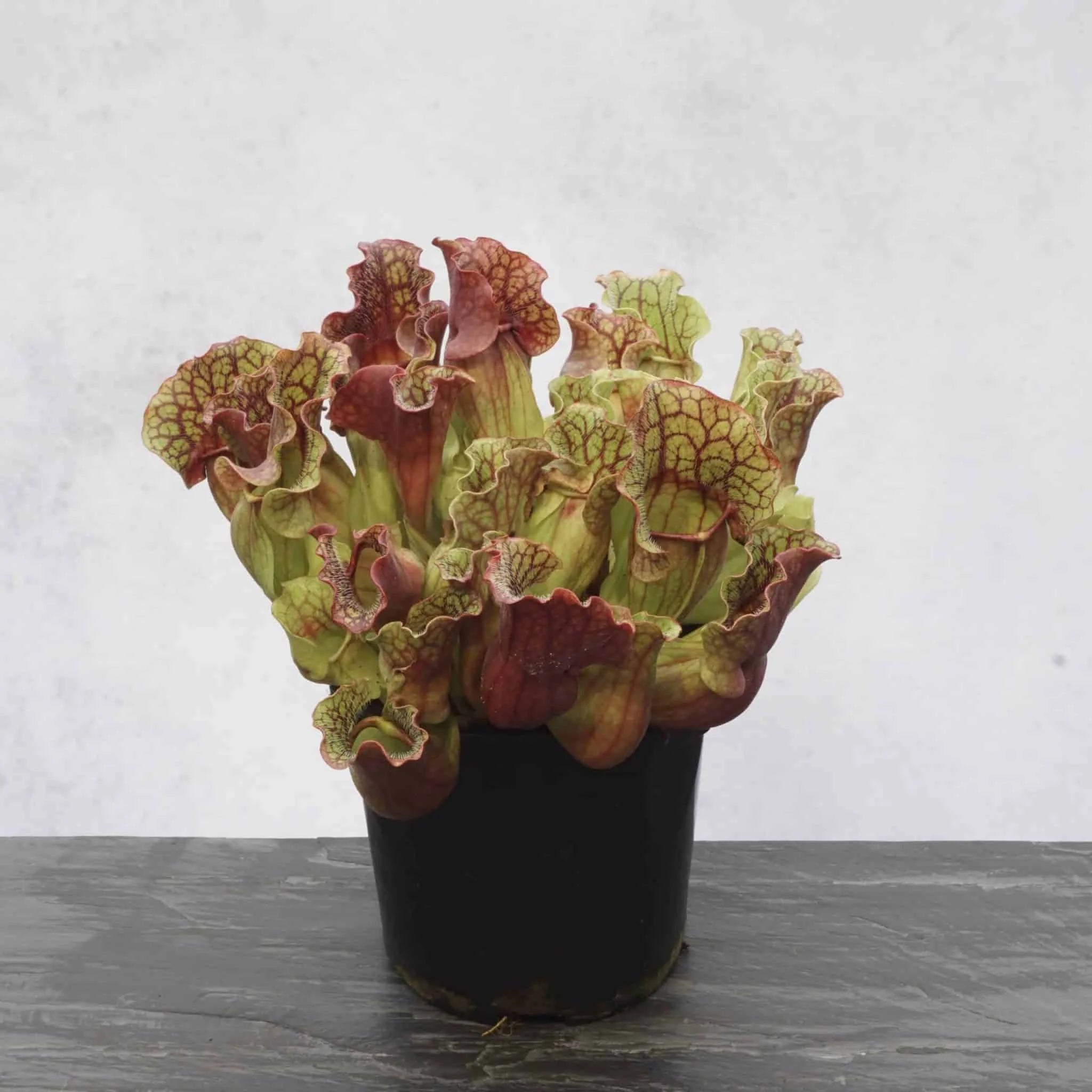 Sarracenia purpurea ssp. venosa, Brunswick Co., #6 SL, 12-15 cm 大森食虫植物農園