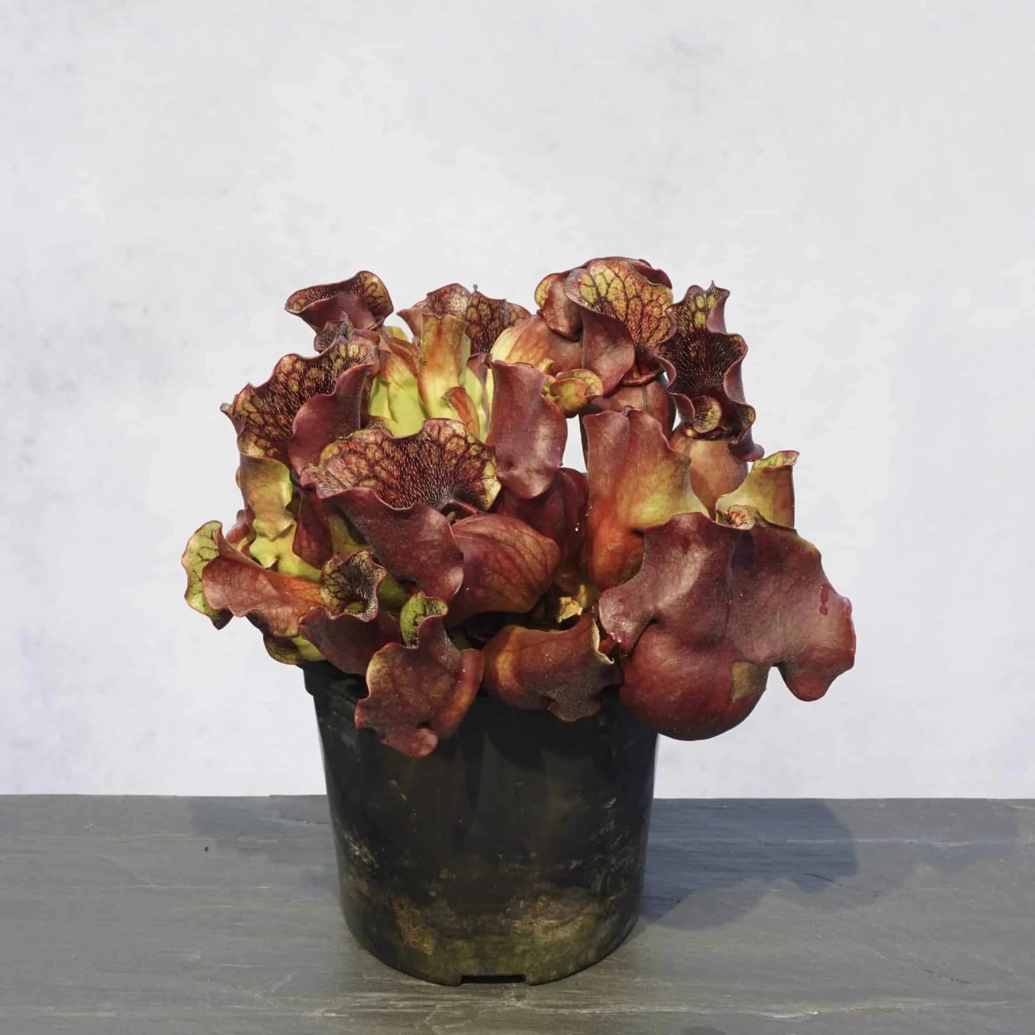 Sarracenia purpurea ssp. venosa „Buddha Belly seedgrown“, 12-14 cmﾠ 大森食虫植物農園