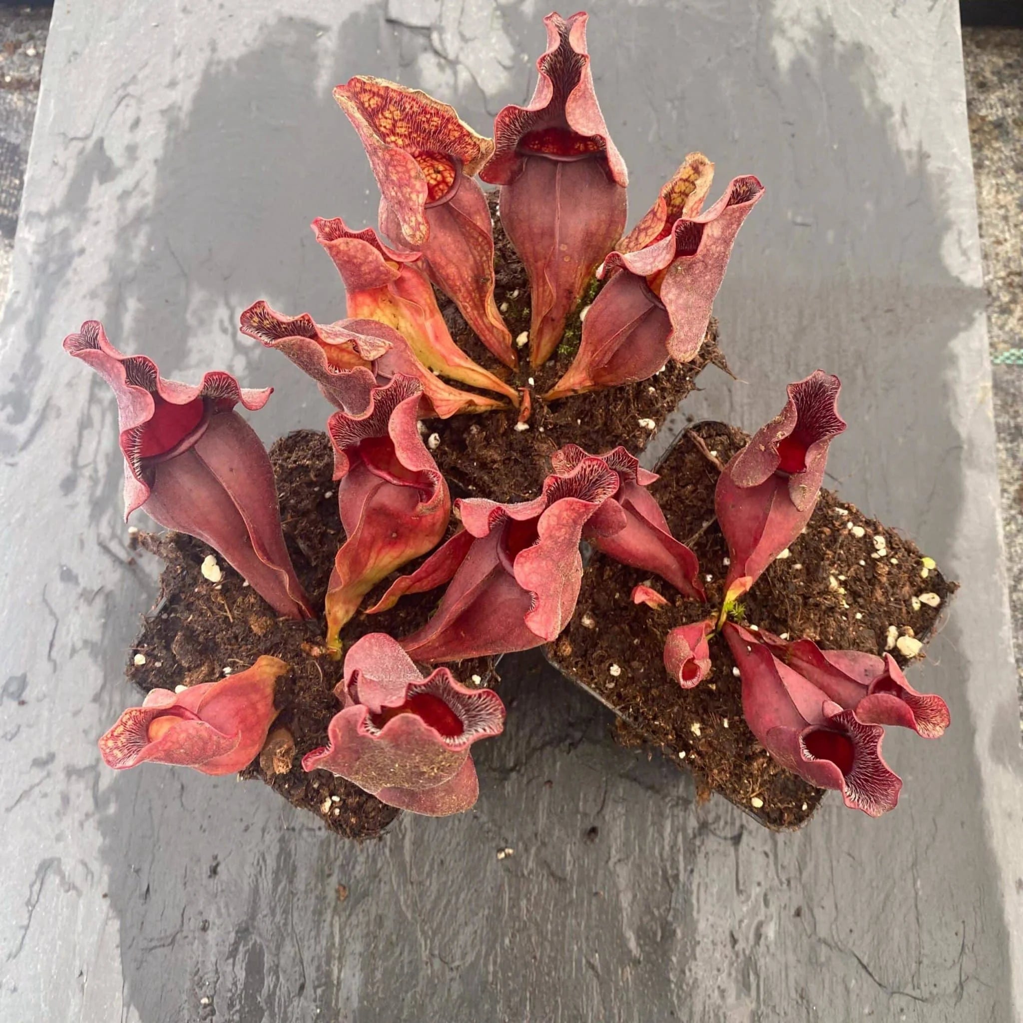 Sarracenia purpurea ssp. venosa „Buddha Belly x Small Very Wavy Lid“, 12-14 cm 大森食虫植物農園