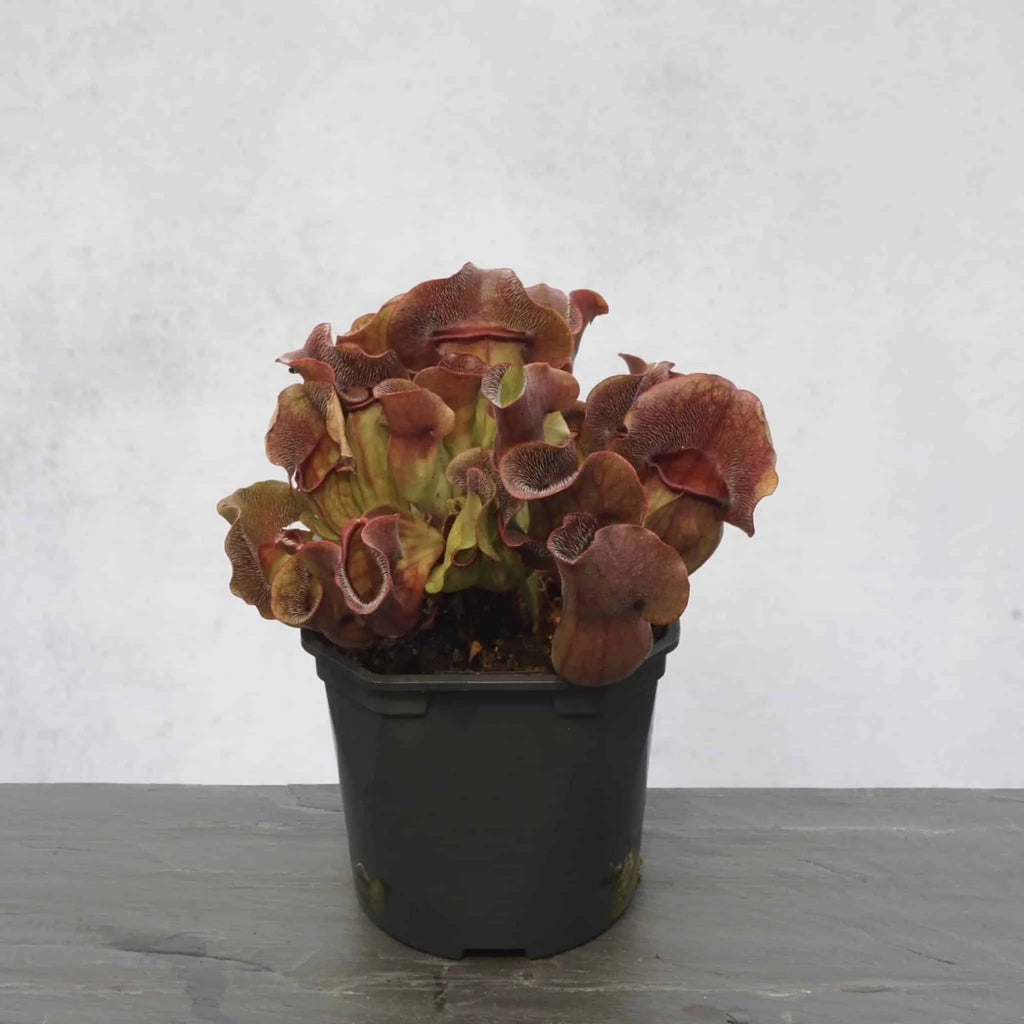 Sarracenia purpurea ssp. venosa „Buddha Belly x BG Bonn“ 大森食虫植物農園