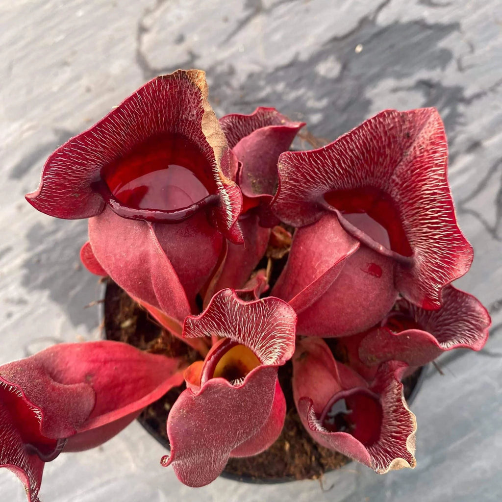 Sarracenia purpurea ssp. venosa „Buddha Belly seedgrown“, 12-14 cmﾠ 大森食虫植物農園