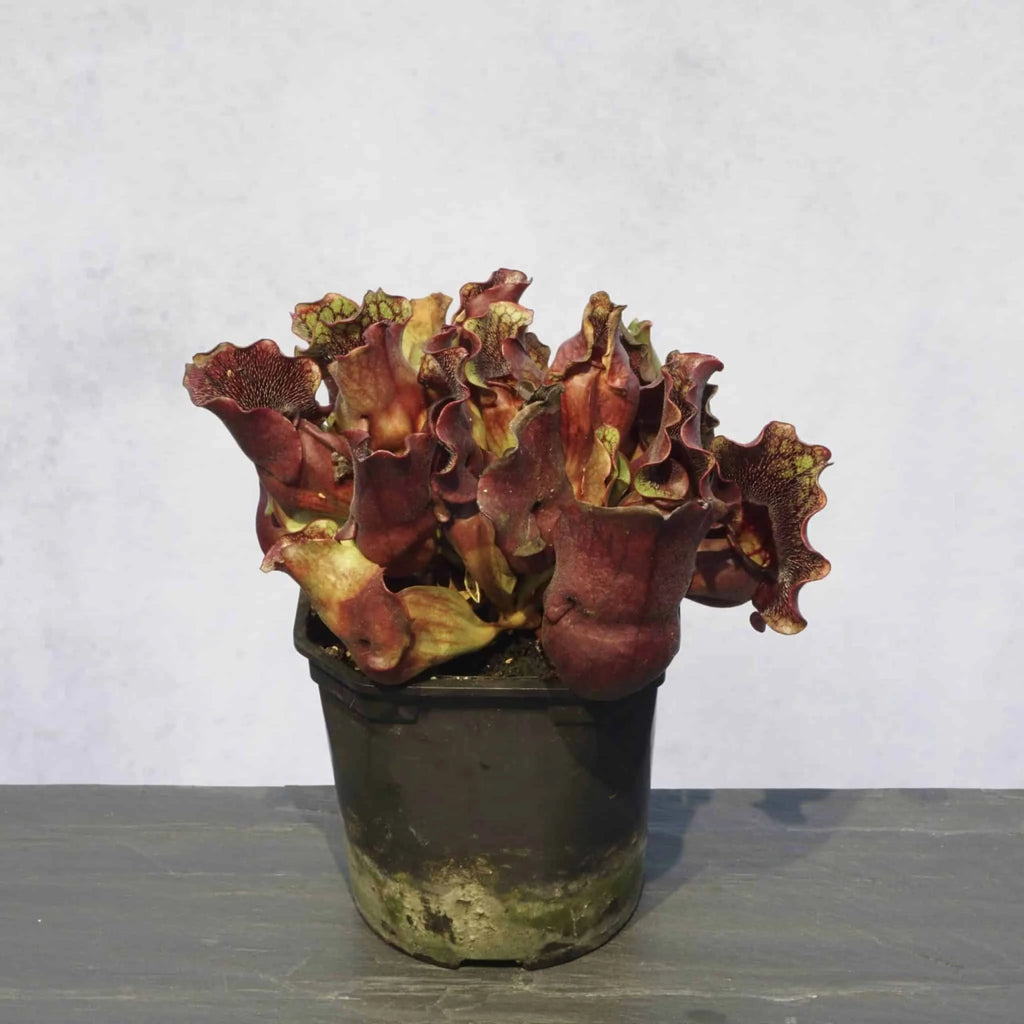 Sarracenia purpurea ssp. venosa „Buddha Belly“, original clone 大森食虫植物農園