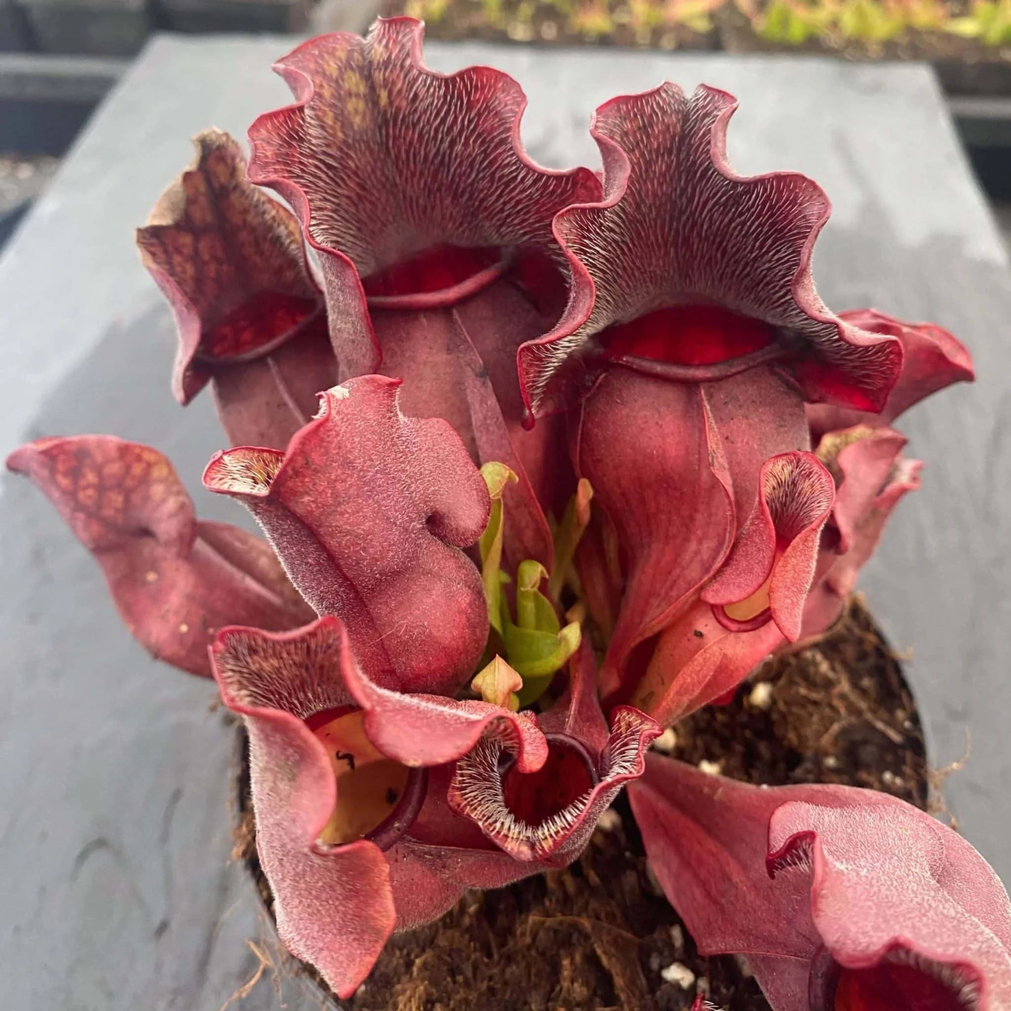 Sarracenia purpurea ssp. venosa „Buddha Belly x BG Bonn“ 大森食虫植物農園