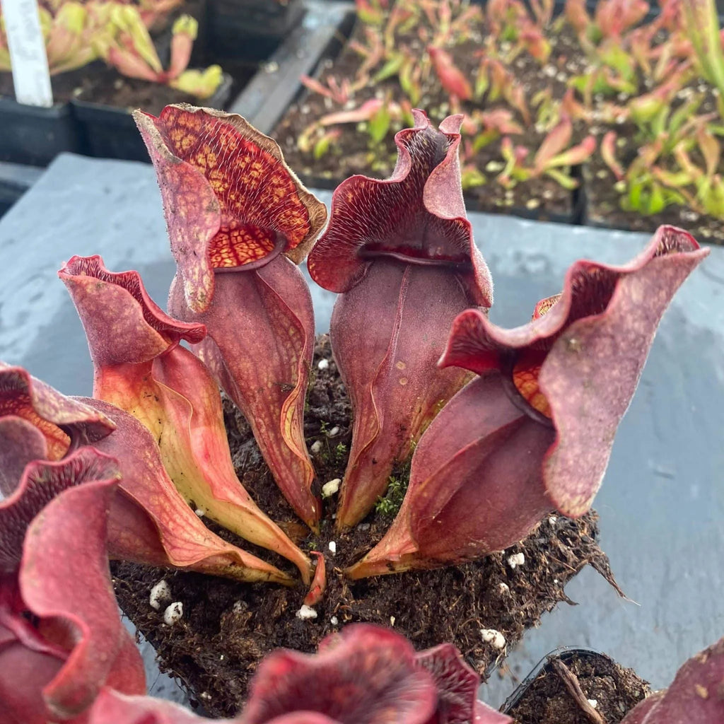 Sarracenia purpurea ssp. venosa „Buddha Belly x Small Very Wavy Lid“, 12-14 cm 大森食虫植物農園