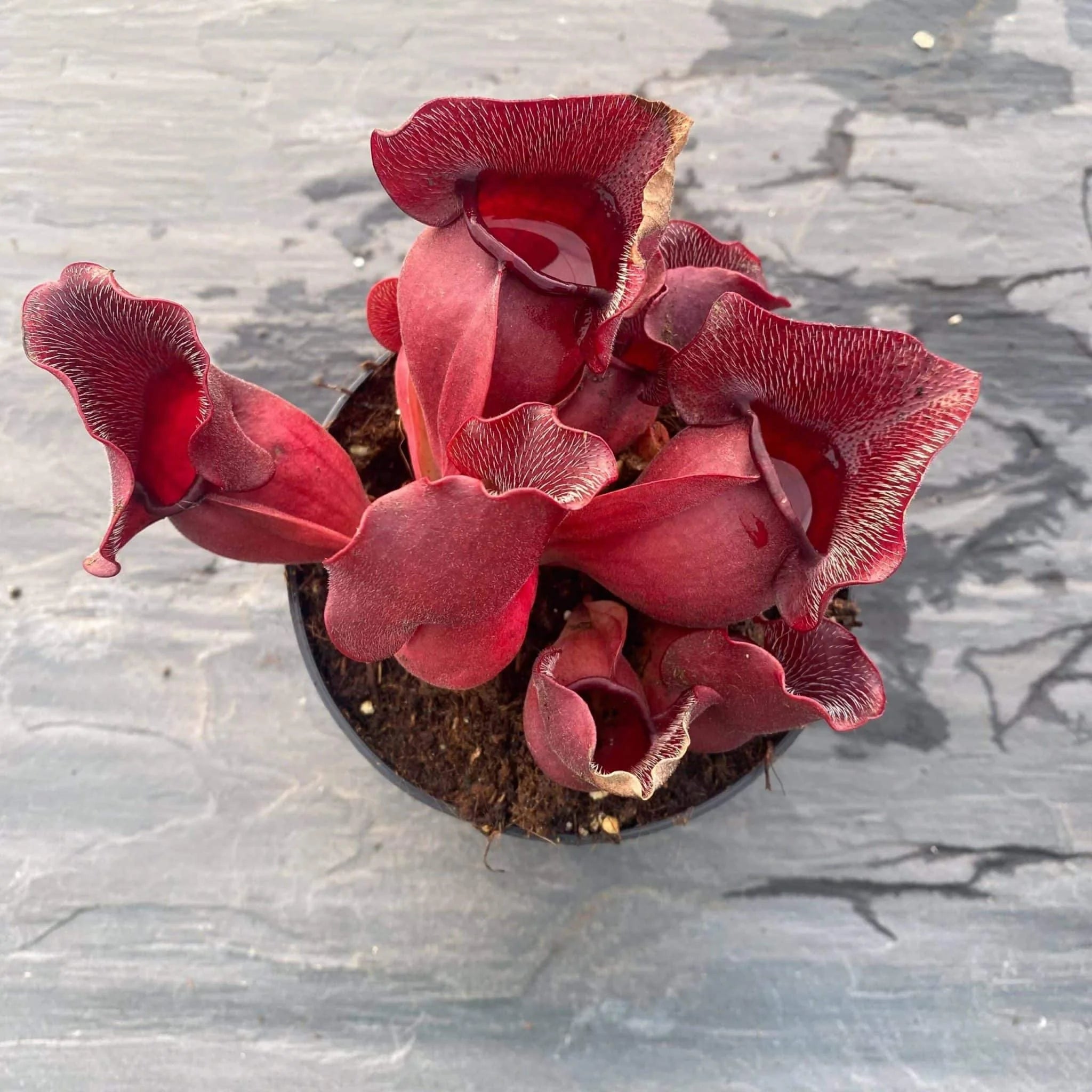 Sarracenia purpurea ssp. venosa „Buddha Belly seedgrown“, 12-14 cmﾠ 大森食虫植物農園