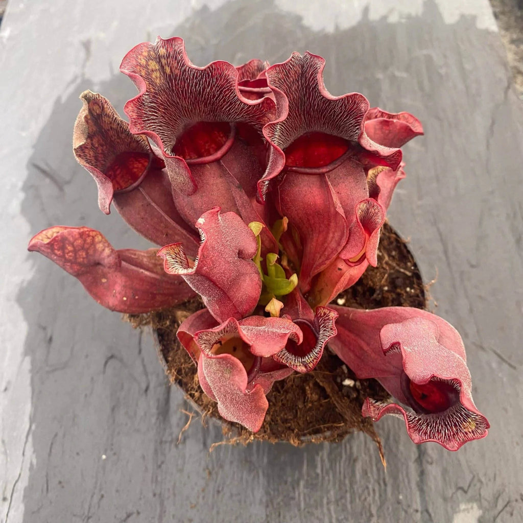Sarracenia purpurea ssp. venosa „Buddha Belly x BG Bonn“ 大森食虫植物農園