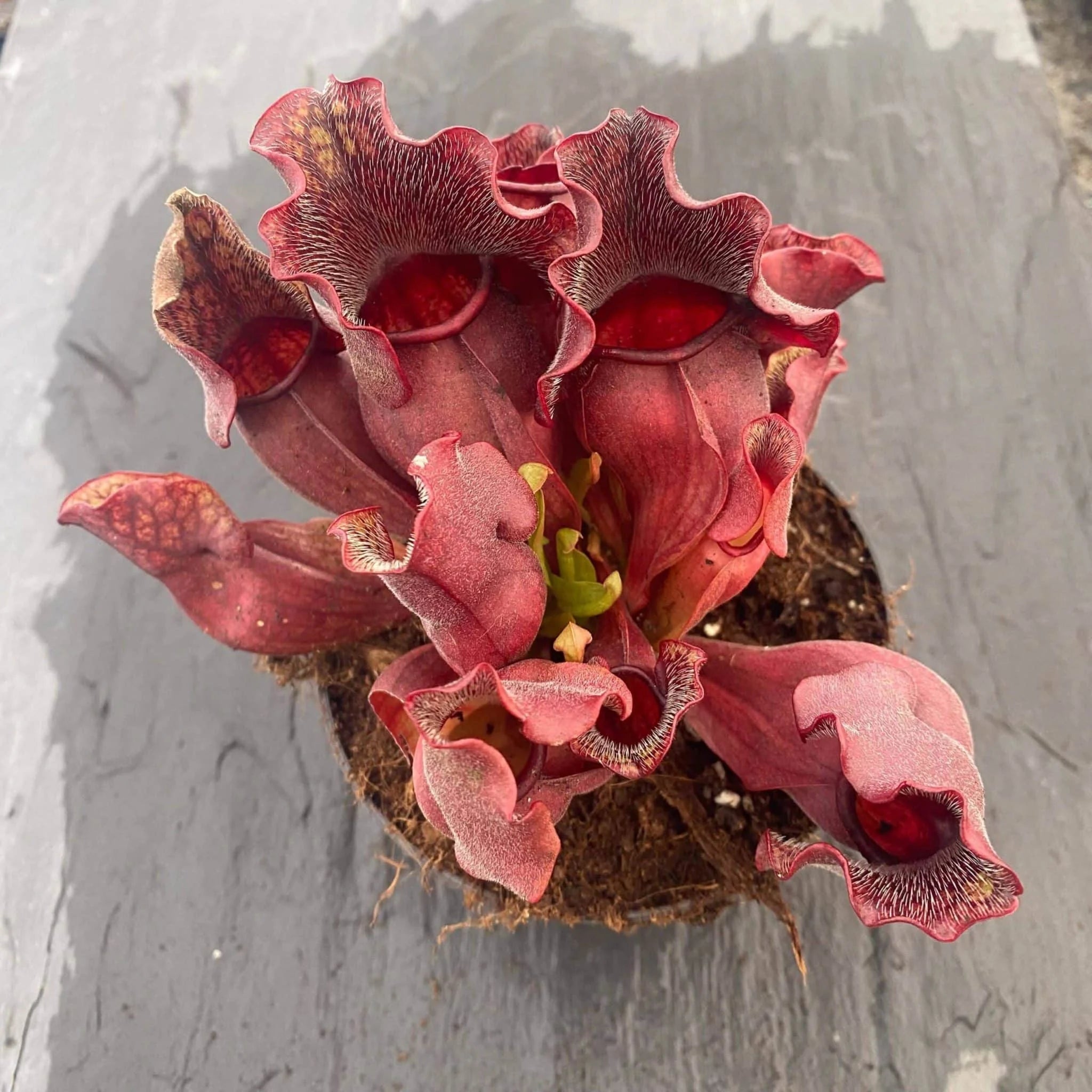 Sarracenia purpurea ssp. venosa „Buddha Belly x BG Bonn“ 大森食虫植物農園