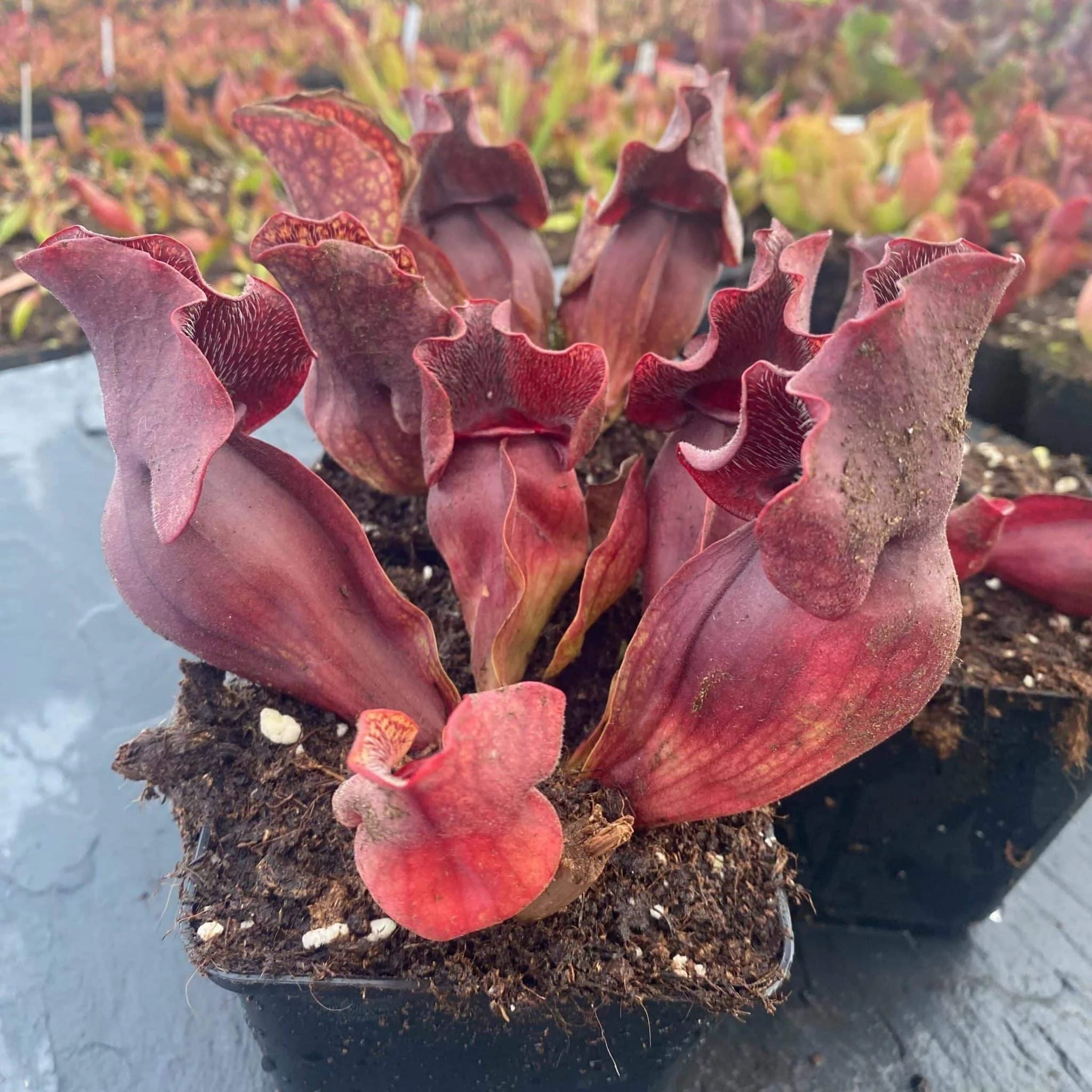Sarracenia purpurea ssp. venosa „Buddha Belly x Small Very Wavy Lid“, 12-14 cm 大森食虫植物農園