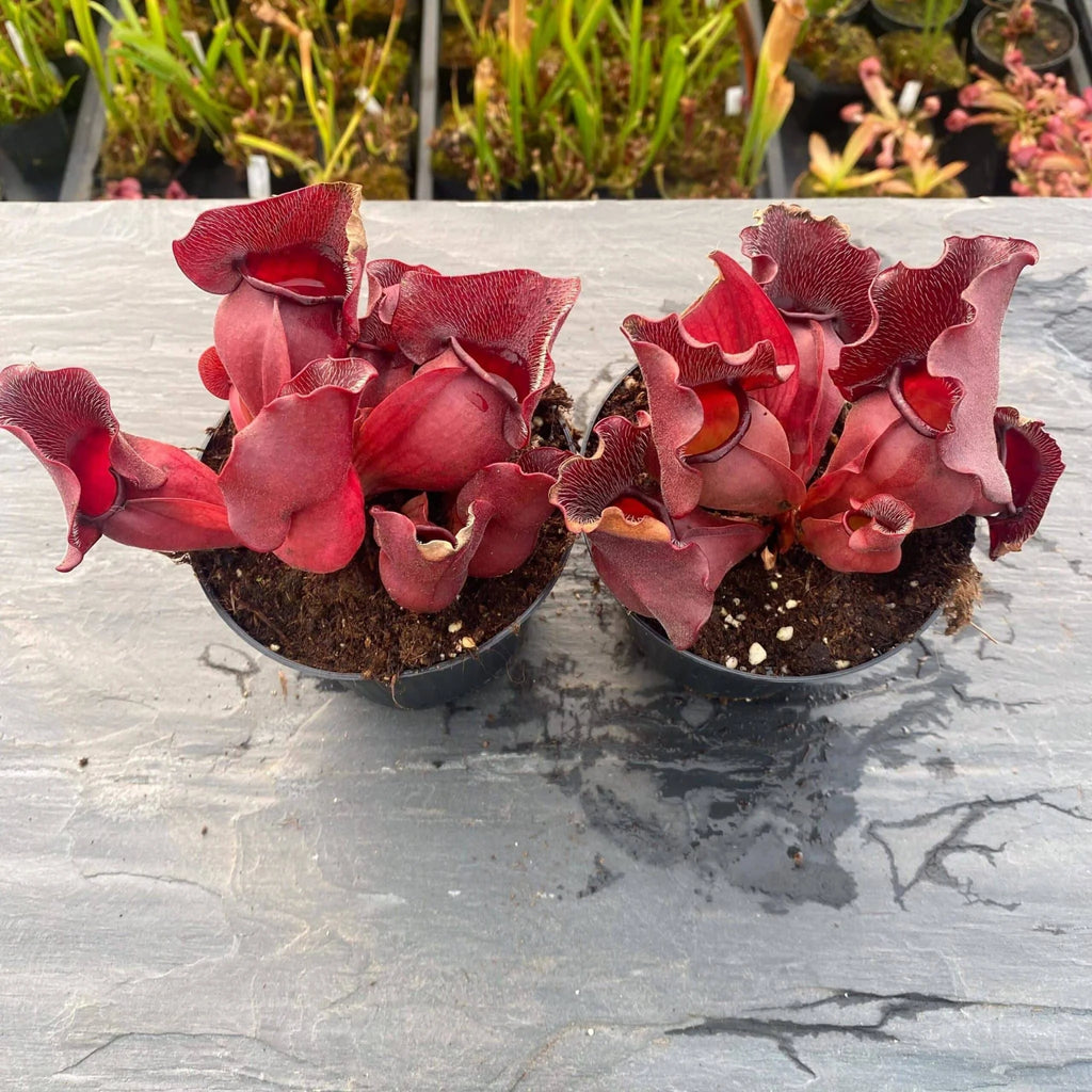 Sarracenia purpurea ssp. venosa „Buddha Belly seedgrown“, 12-14 cmﾠ 大森食虫植物農園