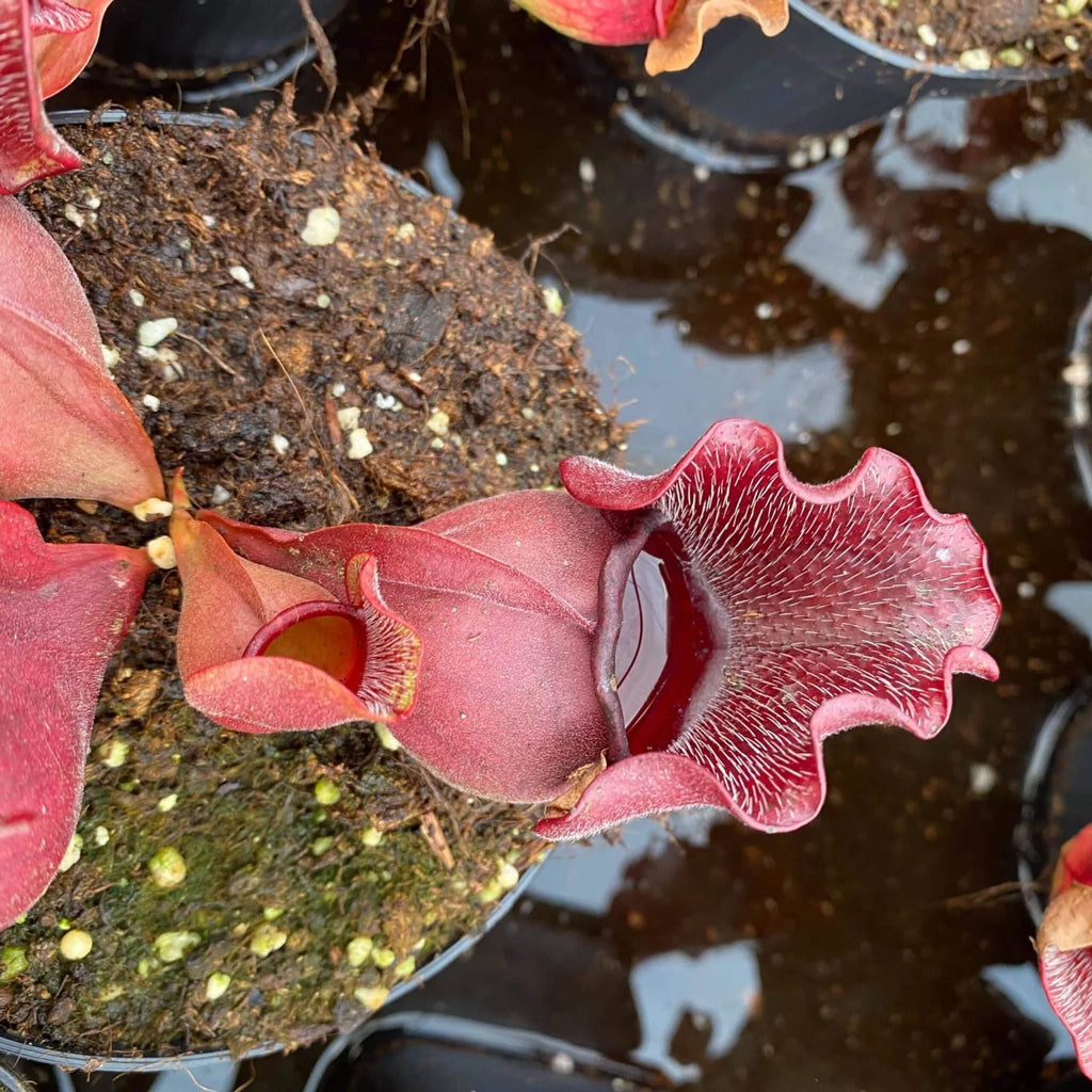 Sarracenia purpurea ssp. venosa „Buddha Belly seedgrown“, 12-14 cmﾠ 大森食虫植物農園