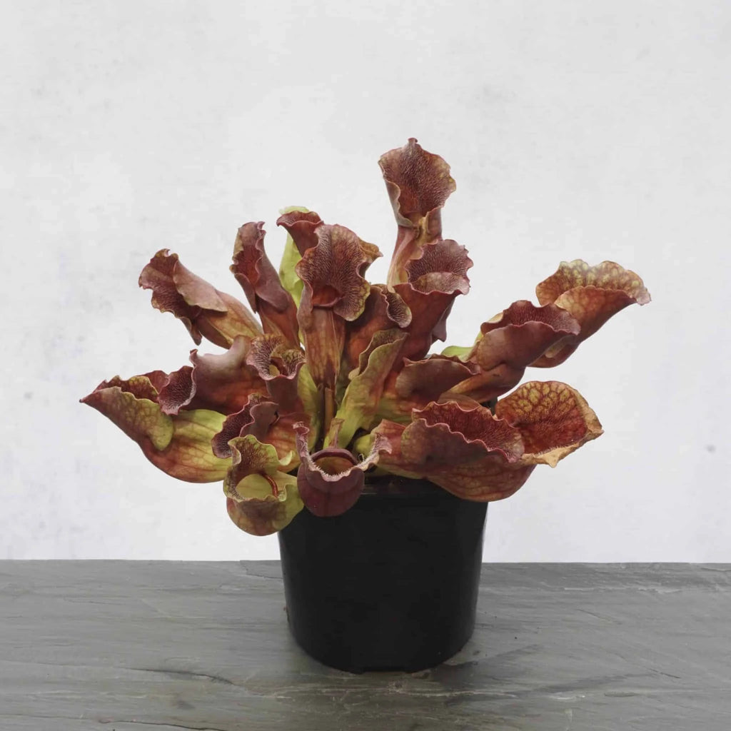 Sarracenia purpurea ssp. venosa, Burlington NJ, 12-15 cm 大森食虫植物農園