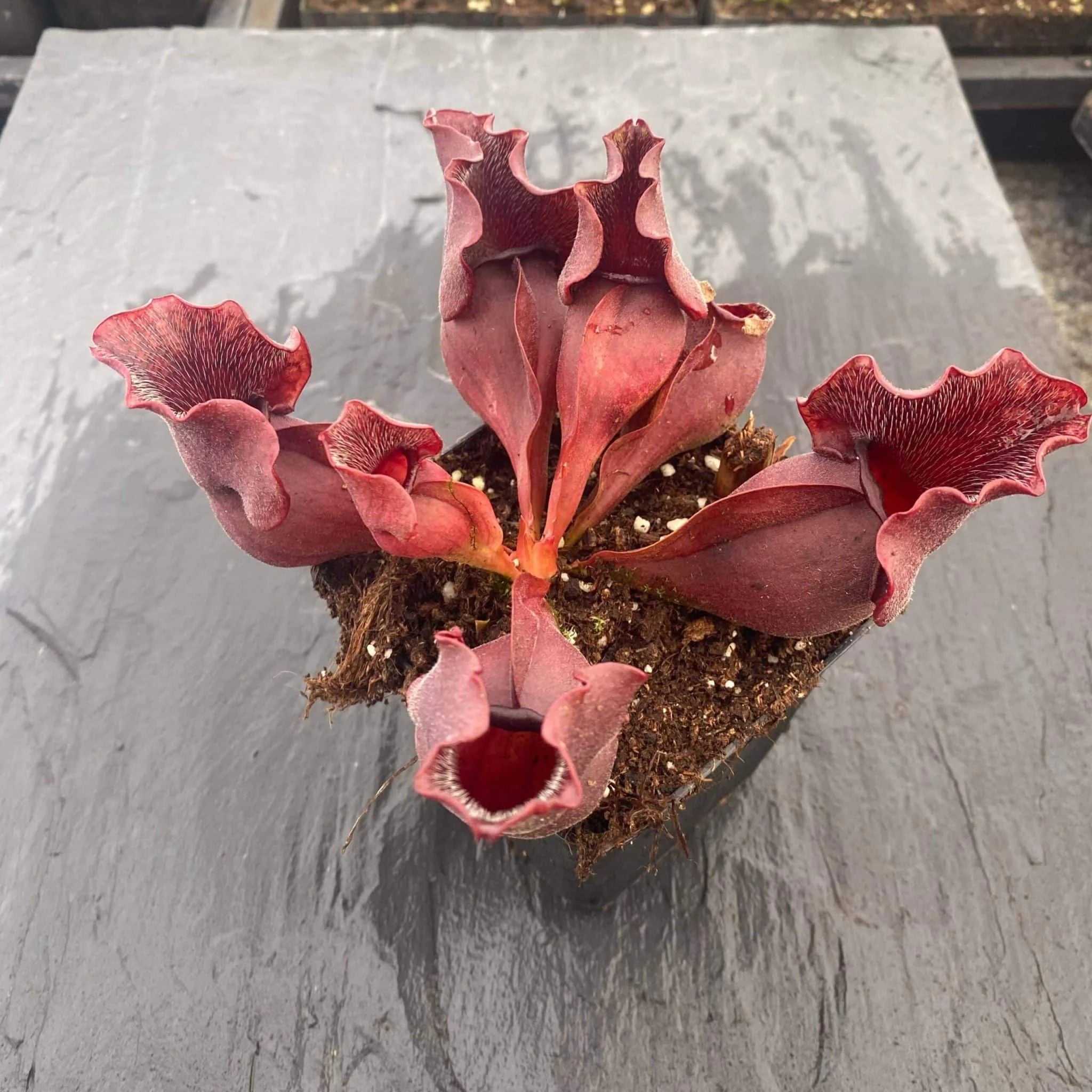 Sarracenia purpurea ssp. venosa, Burlington NJ, 12-15 cm 大森食虫植物農園