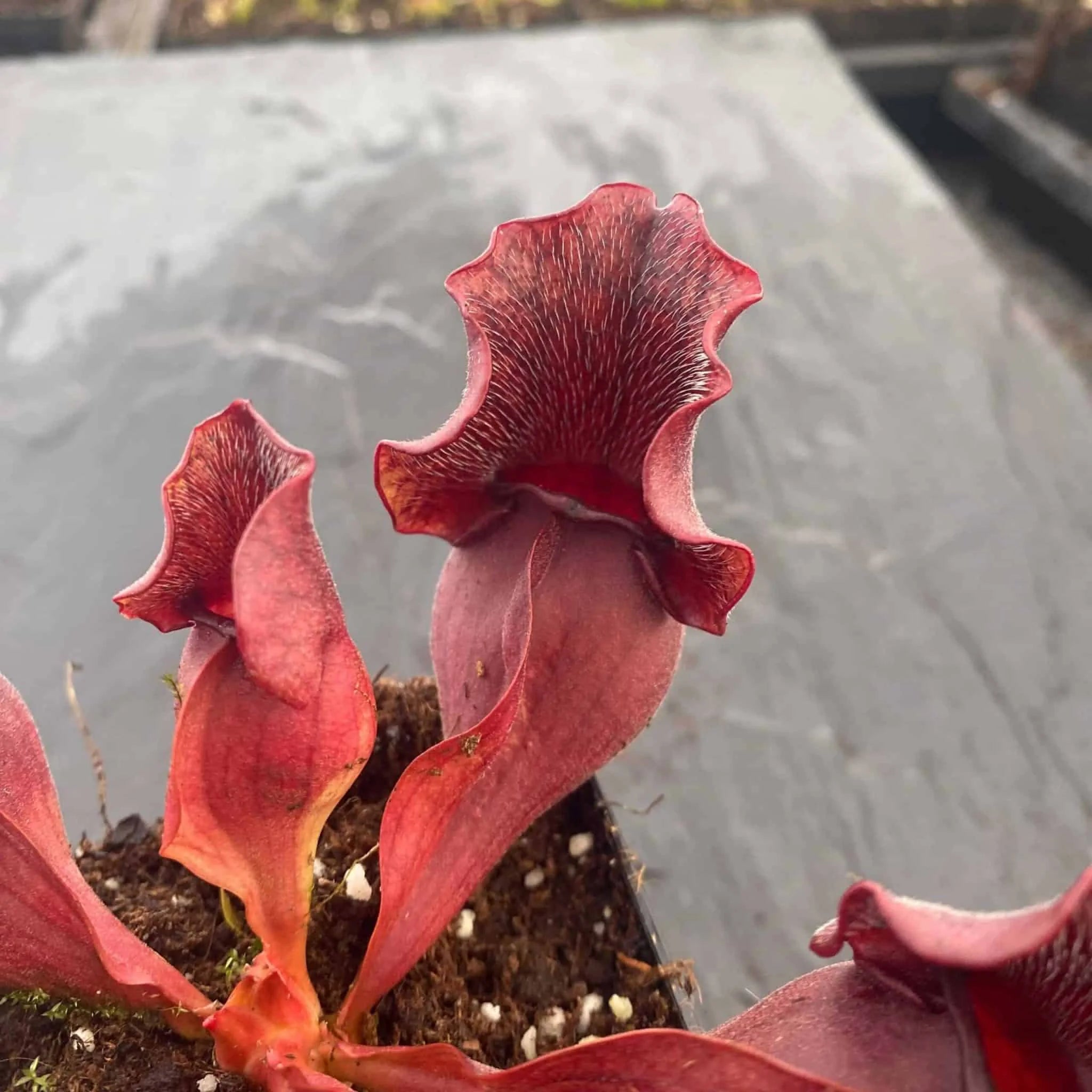 Sarracenia purpurea ssp. venosa, Burlington NJ, 12-15 cm 大森食虫植物農園