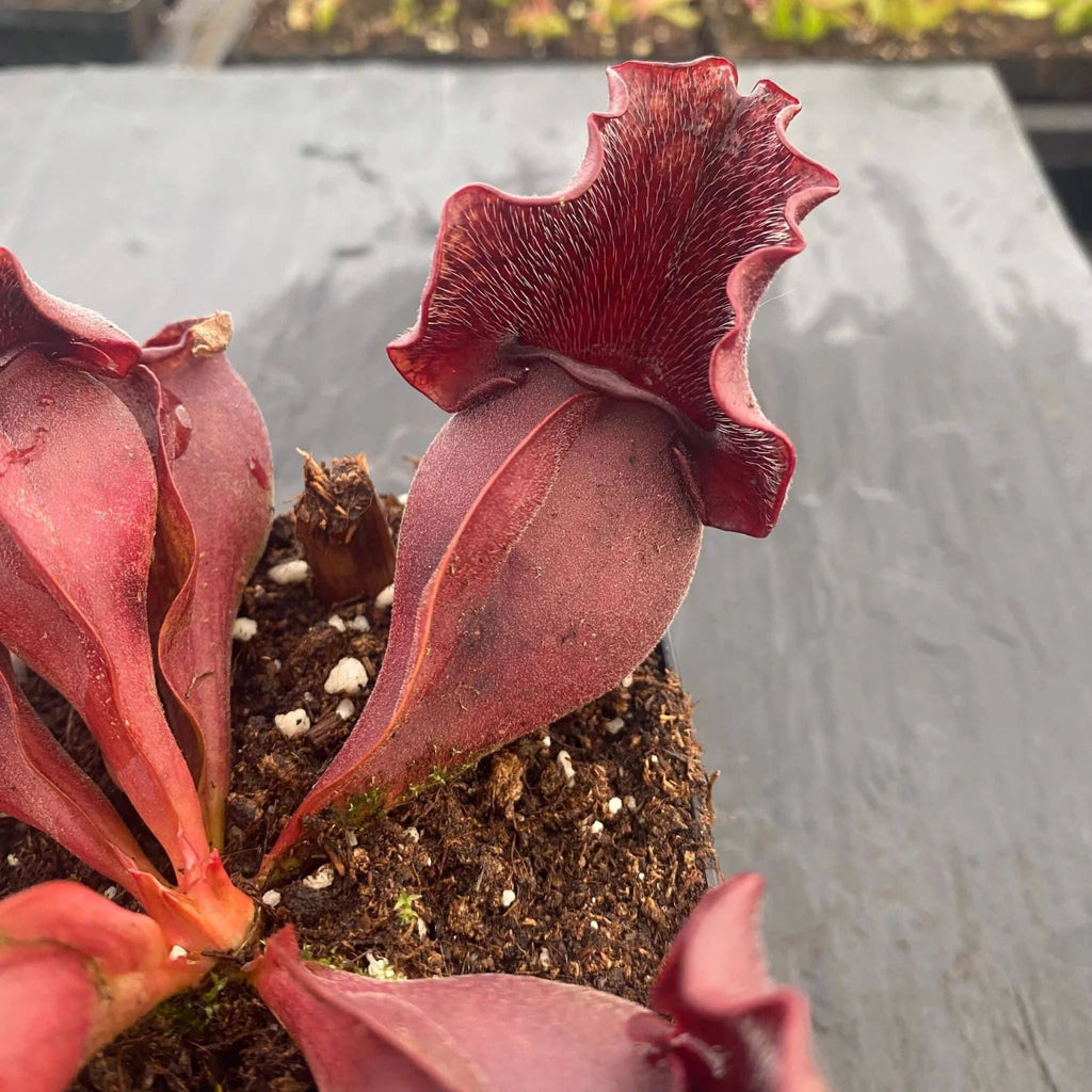 Sarracenia purpurea ssp. venosa, Burlington NJ, 12-15 cm 大森食虫植物農園