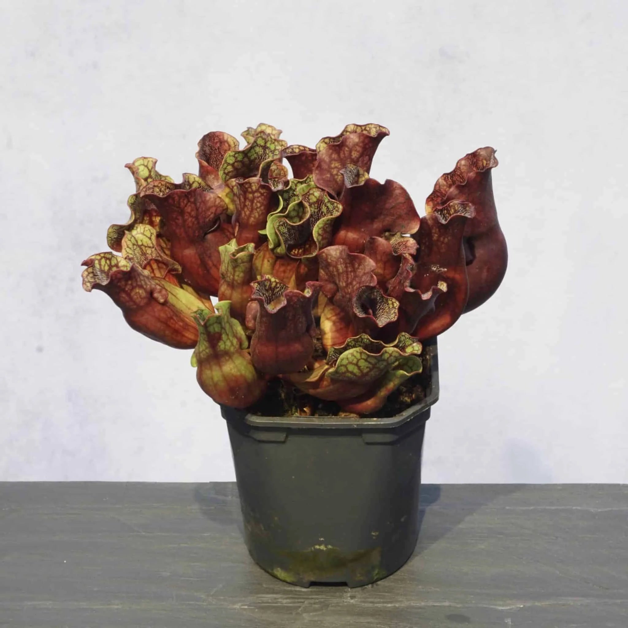 Sarracenia purpurea ssp. venosa, Carteret Co., 10-14 cm 大森食虫植物農園