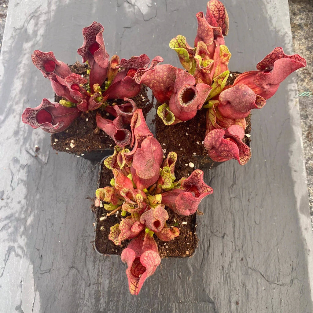 Sarracenia purpurea ssp. venosa, Carteret Co., 10-14 cm 大森食虫植物農園