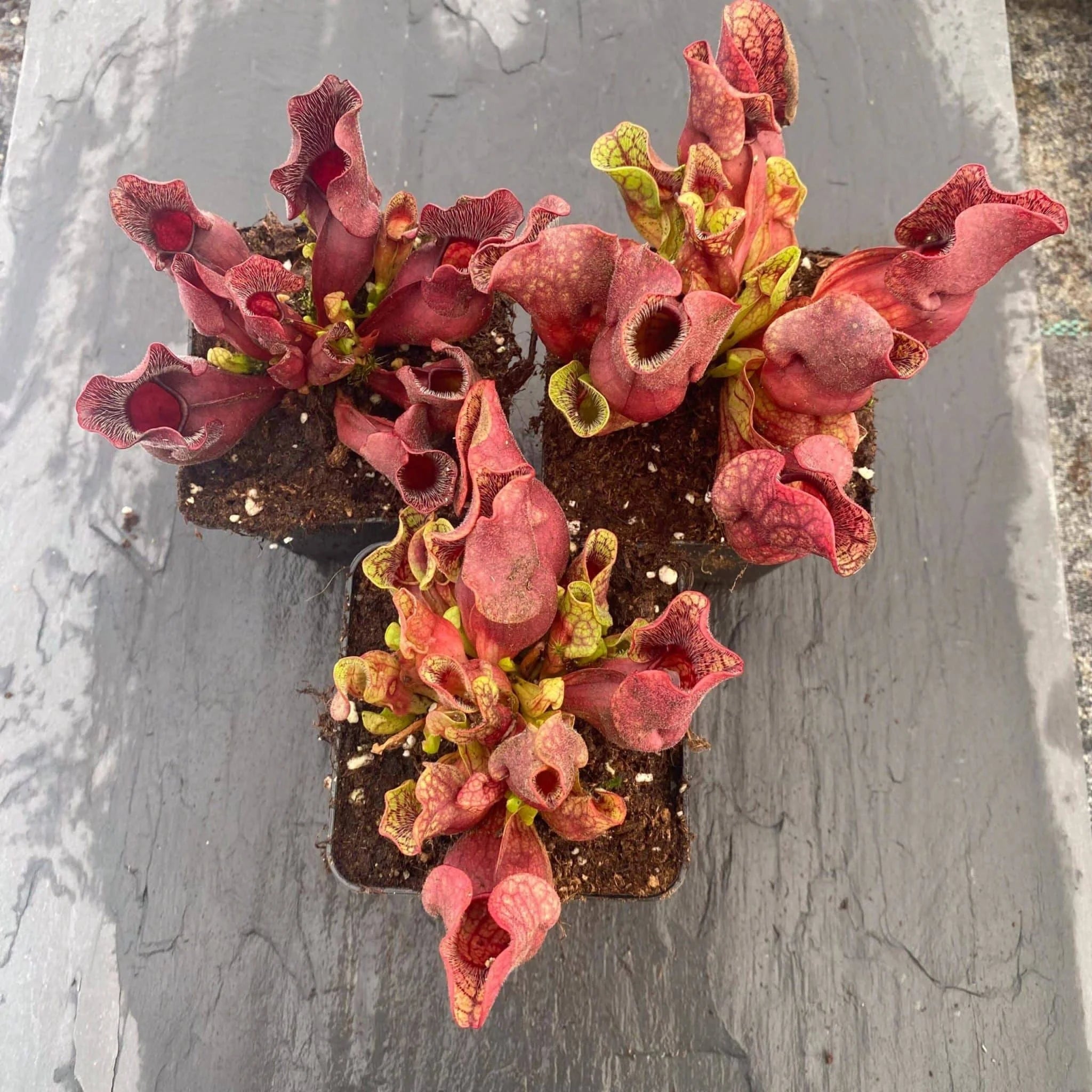 Sarracenia purpurea ssp. venosa, Carteret Co., 10-14 cm 大森食虫植物農園