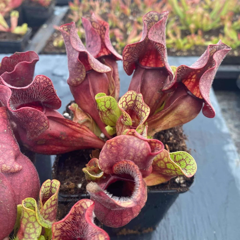 Sarracenia purpurea ssp. venosa, Carteret Co., 10-14 cm 大森食虫植物農園