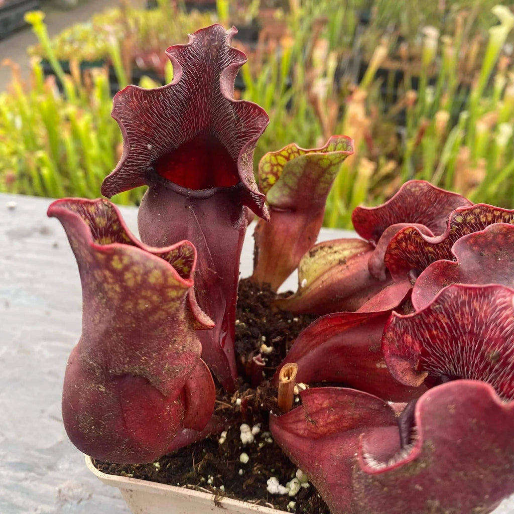 Sarracenia purpurea ssp. venosa, Carteret Co., 10-14 cm 大森食虫植物農園