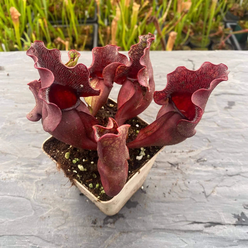 Sarracenia purpurea ssp. venosa, Carteret Co., 10-14 cm 大森食虫植物農園