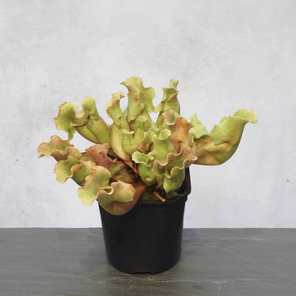 Sarracenia purpurea ssp. venosa „Completely Veinless“ 大森食虫植物農園