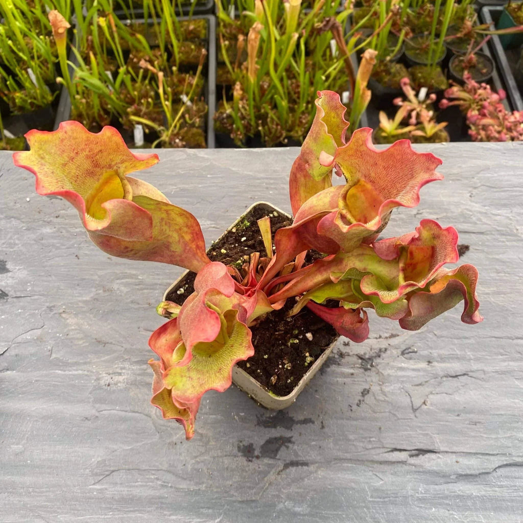 Sarracenia purpurea ssp. venosa „Completely Veinless“ 大森食虫植物農園