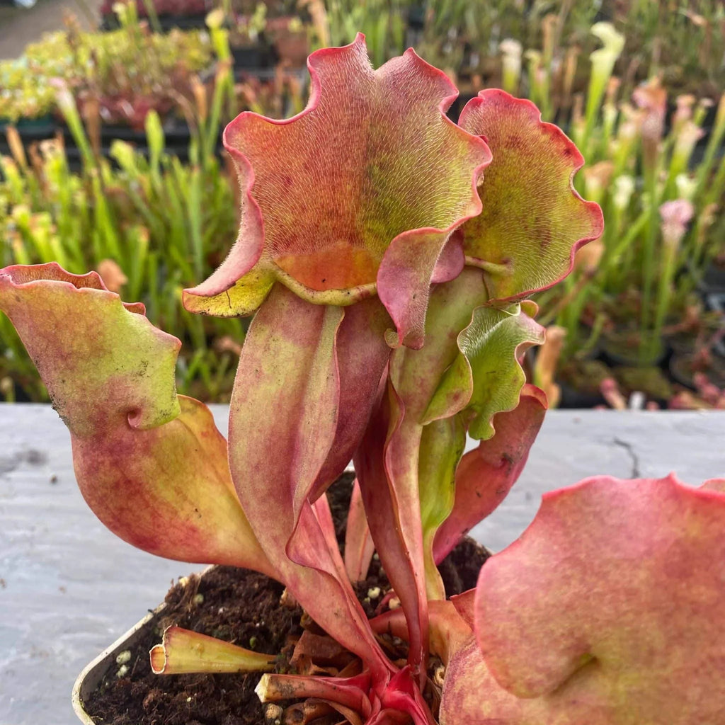 Sarracenia purpurea ssp. venosa „Completely Veinless“ 大森食虫植物農園