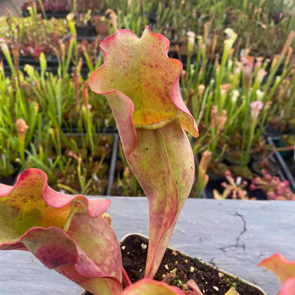 Sarracenia purpurea ssp. venosa „Completely Veinless“ 大森食虫植物農園
