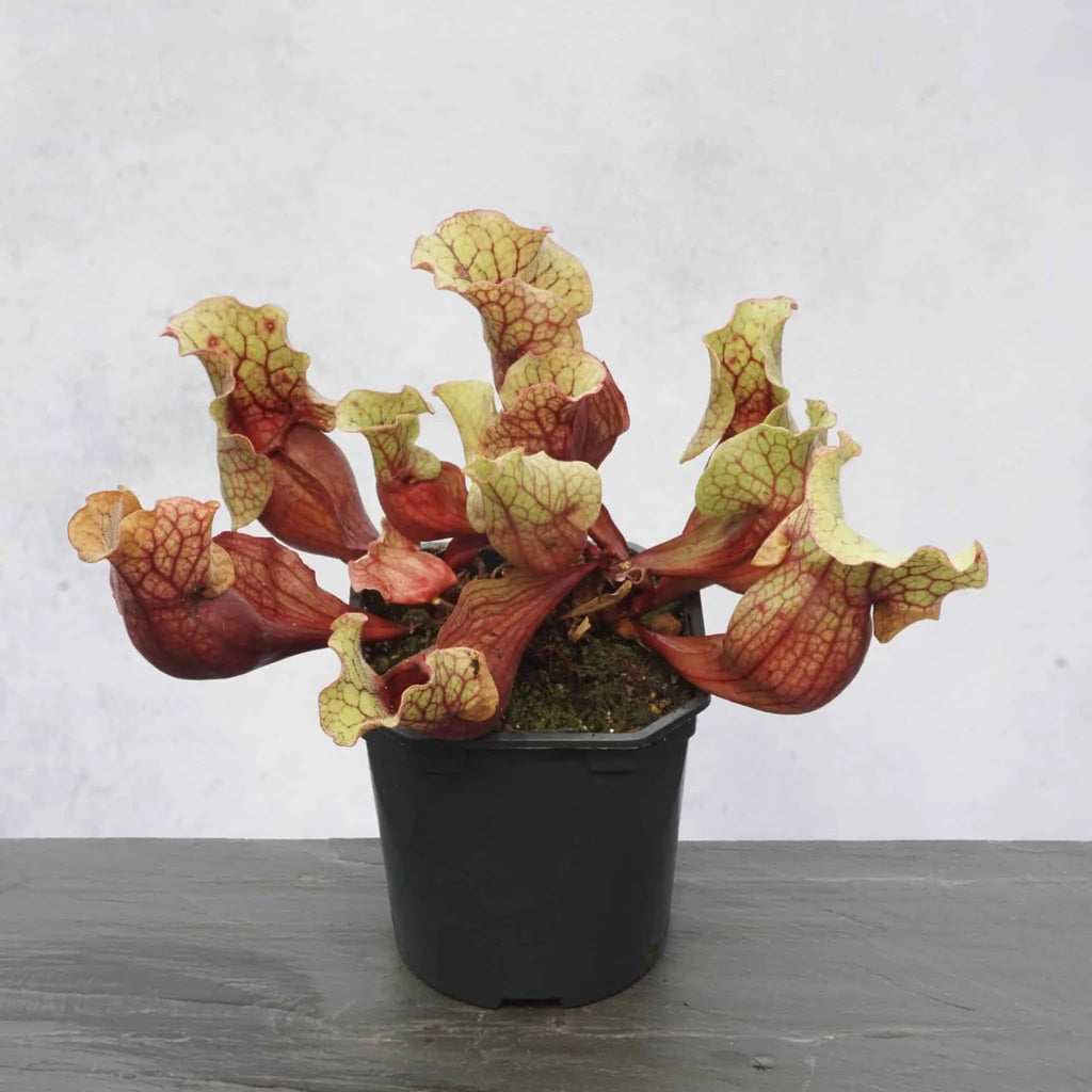 Sarracenia purpurea ssp. venosa „Giant“, Escombia Co., 12-15 cm 大森食虫植物農園