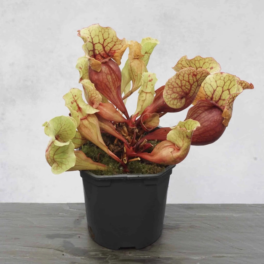 Sarracenia purpurea ssp. venosa „Giant“, Escombia Co., 12-15 cm 大森食虫植物農園
