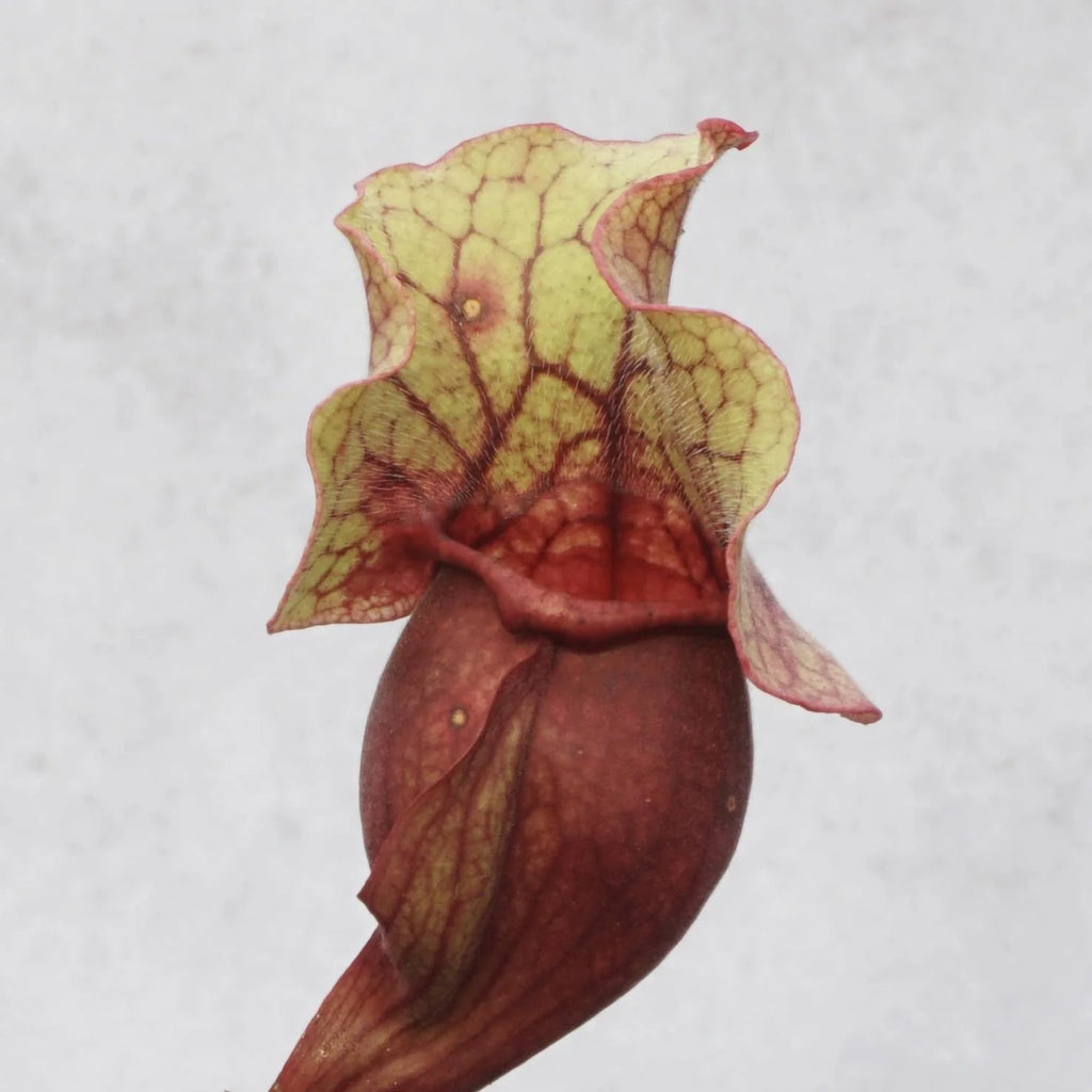 Sarracenia purpurea ssp. venosa „Giant“, Escombia Co., 12-15 cm 大森食虫植物農園