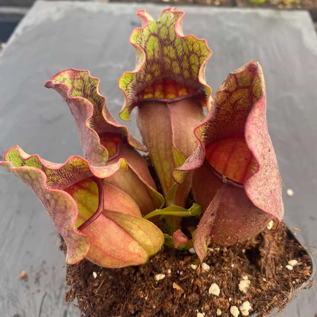 Sarracenia purpurea ssp. venosa „Green Swamp x Buddha Belly“, 12-14 cm 大森食虫植物農園
