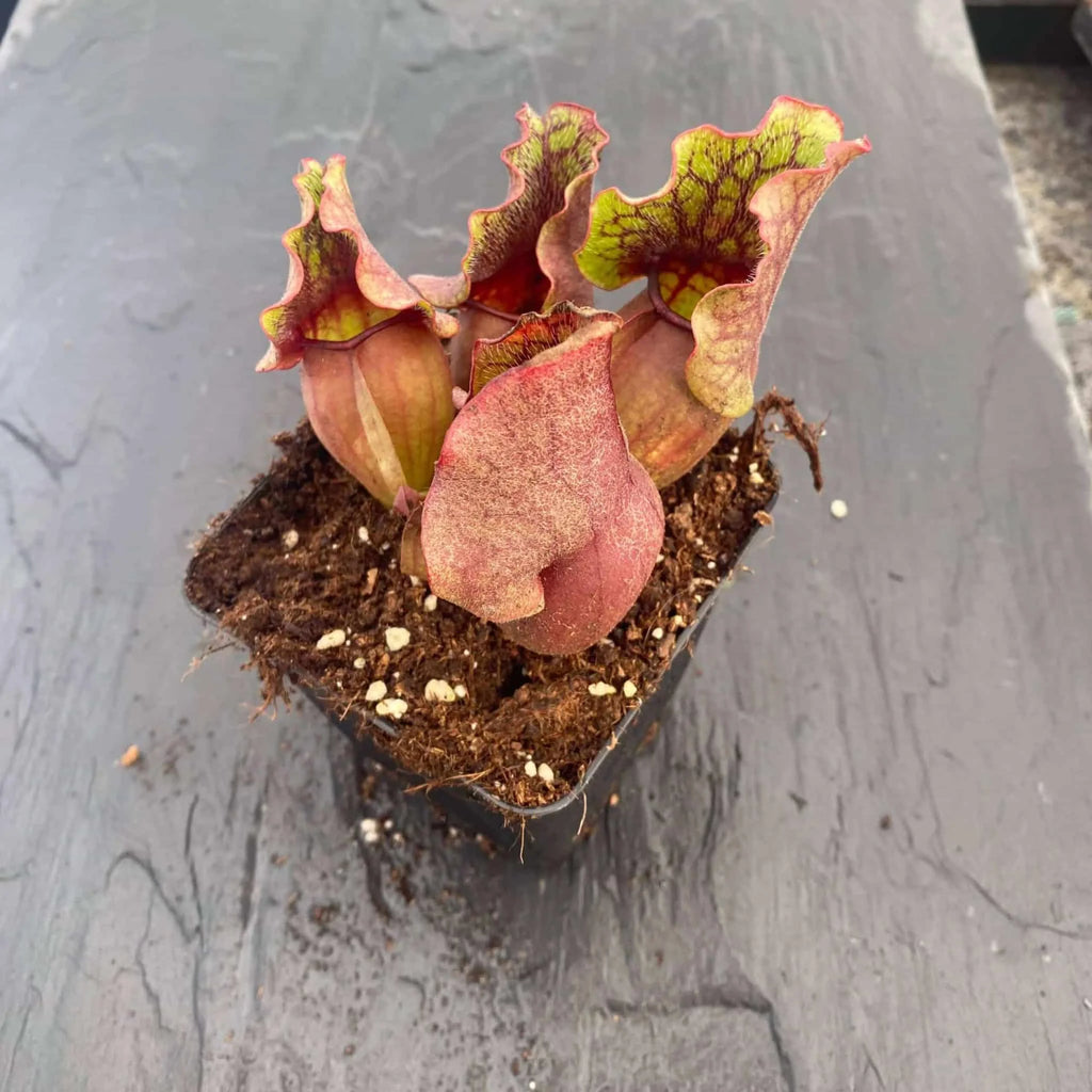 Sarracenia purpurea ssp. venosa „Green Swamp x Buddha Belly“, 12-14 cm 大森食虫植物農園
