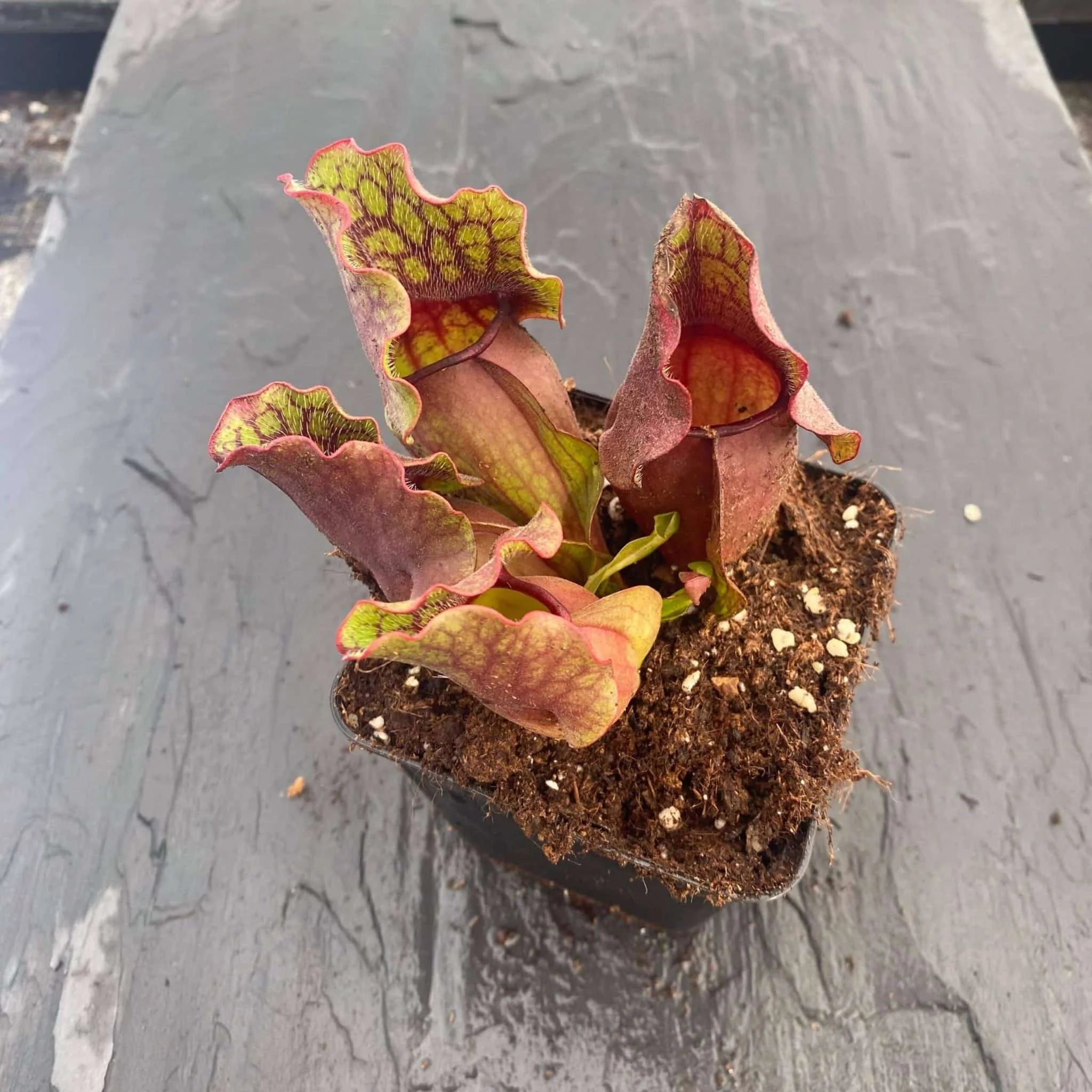 Sarracenia purpurea ssp. venosa „Green Swamp x Buddha Belly“, 12-14 cm 大森食虫植物農園