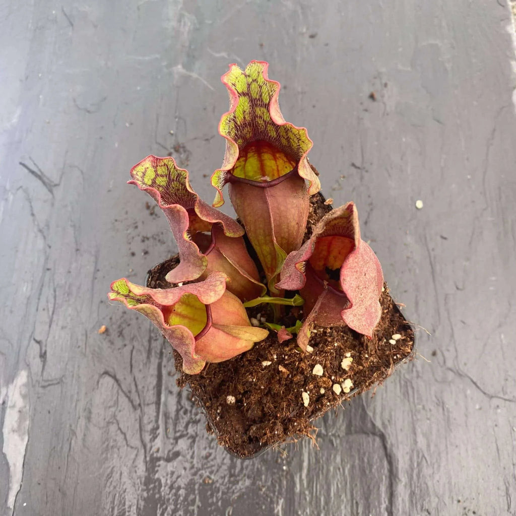 Sarracenia purpurea ssp. venosa „Green Swamp x Buddha Belly“, 12-14 cm 大森食虫植物農園