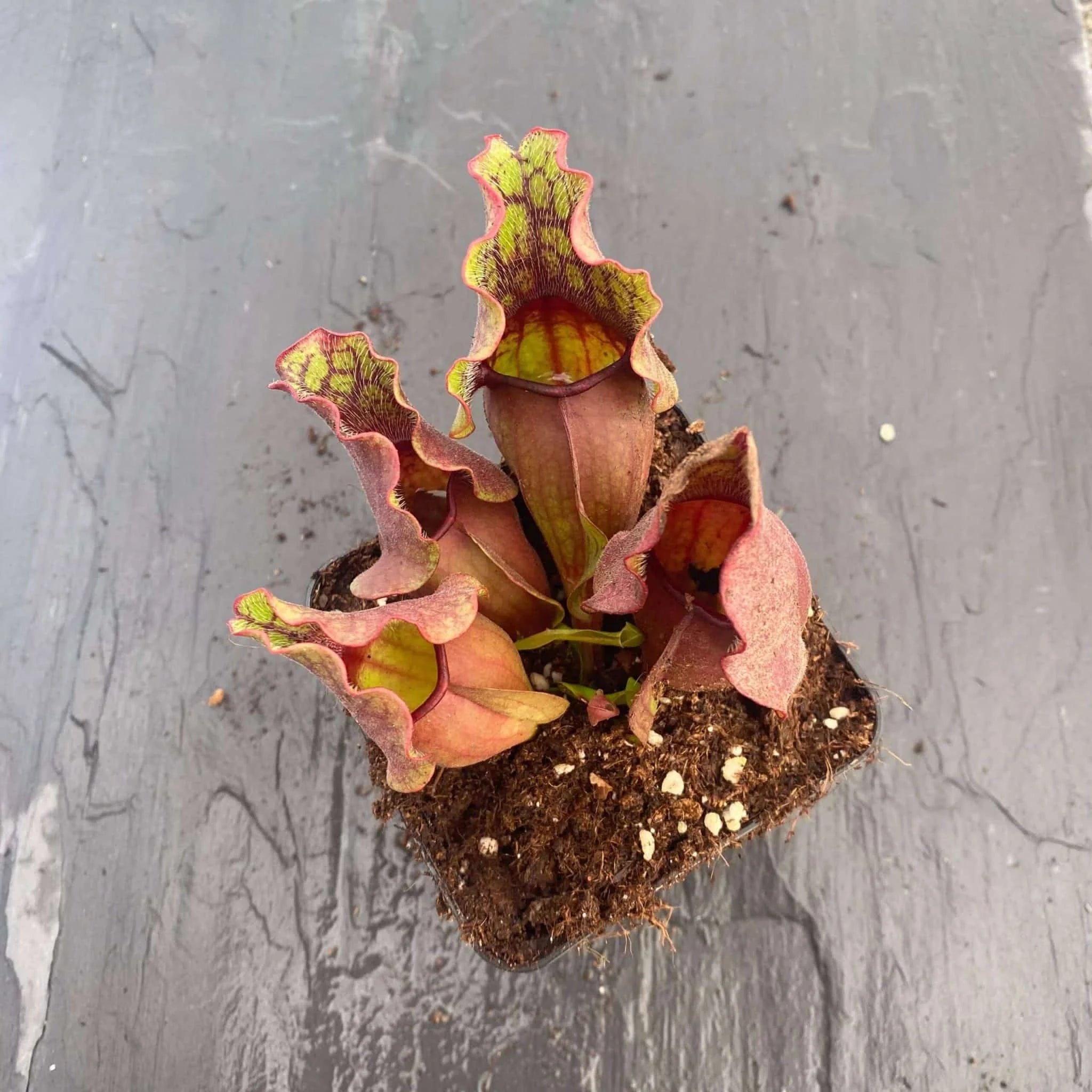 Sarracenia purpurea ssp. venosa „Green Swamp x Buddha Belly“, 12-14 cm 大森食虫植物農園