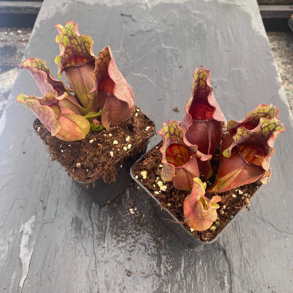 Sarracenia purpurea ssp. venosa „Green Swamp x Buddha Belly“, 12-14 cm 大森食虫植物農園