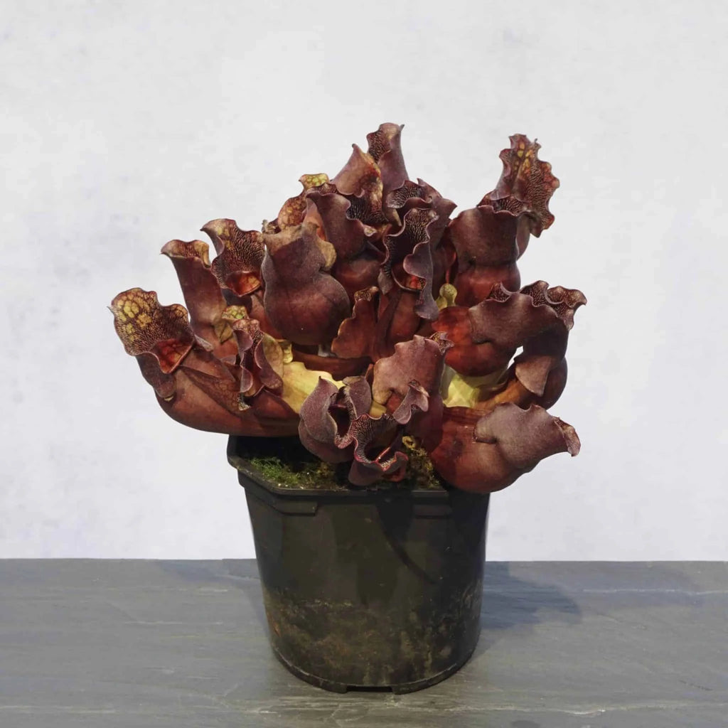 Sarracenia purpurea ssp. venosa „Loretta“, 12-14 cm 大森食虫植物農園