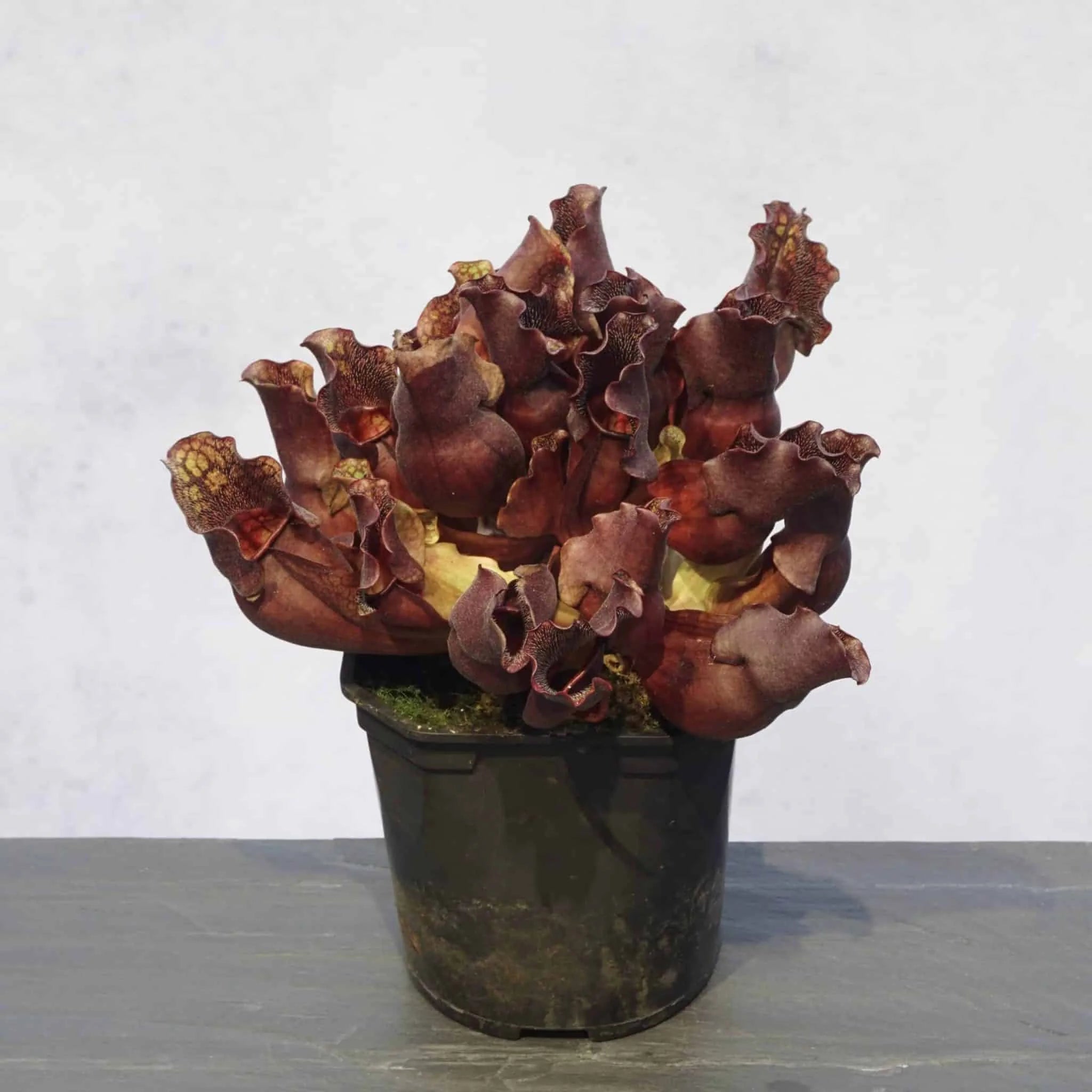 Sarracenia purpurea ssp. venosa „Loretta“, 12-14 cm 大森食虫植物農園