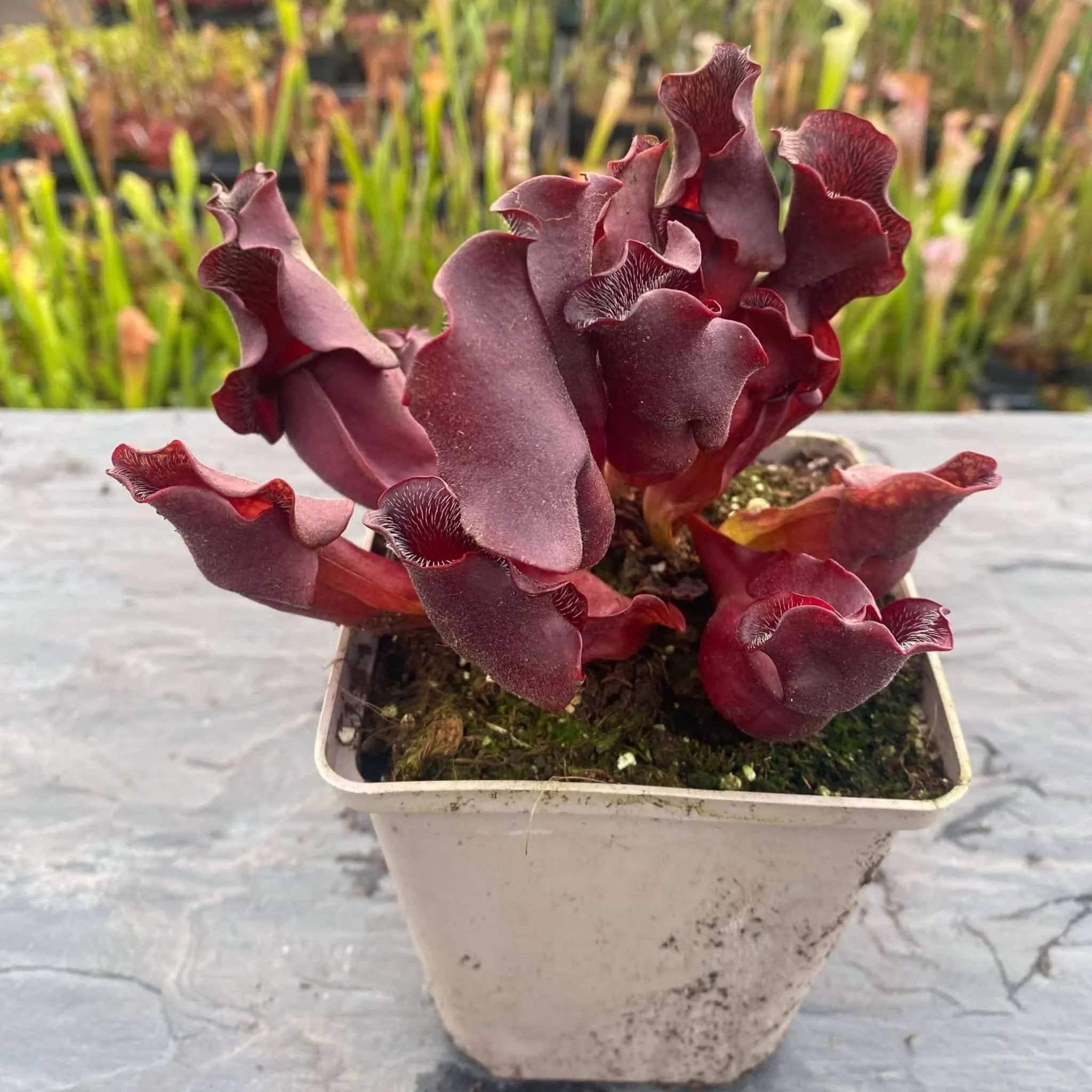 Sarracenia purpurea ssp. venosa „Loretta“, 12-14 cm 大森食虫植物農園