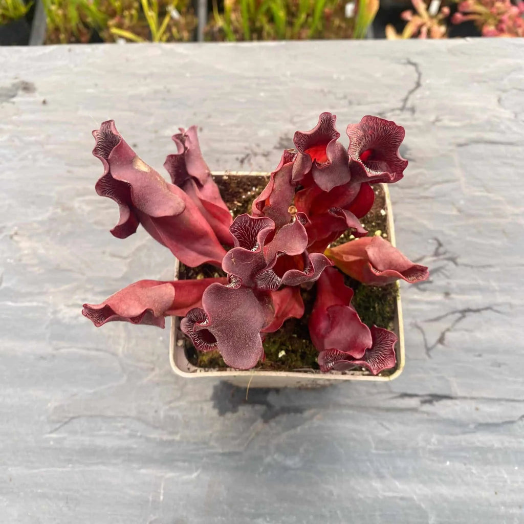 Sarracenia purpurea ssp. venosa „Loretta“, 12-14 cm 大森食虫植物農園