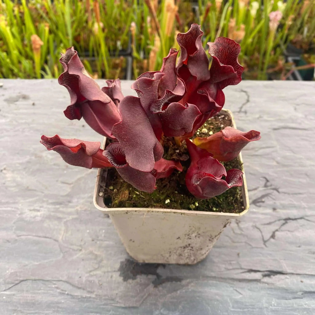 Sarracenia purpurea ssp. venosa „Loretta“, 12-14 cm 大森食虫植物農園