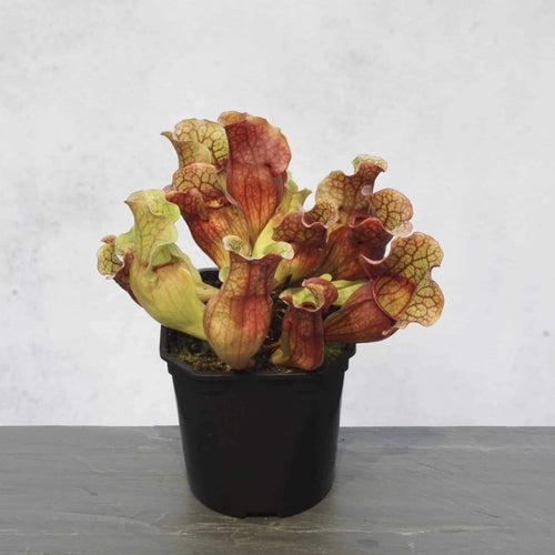 Sarracenia purpurea ssp. venosa, New Hannover Co, 10-14 cm 大森食虫植物農園