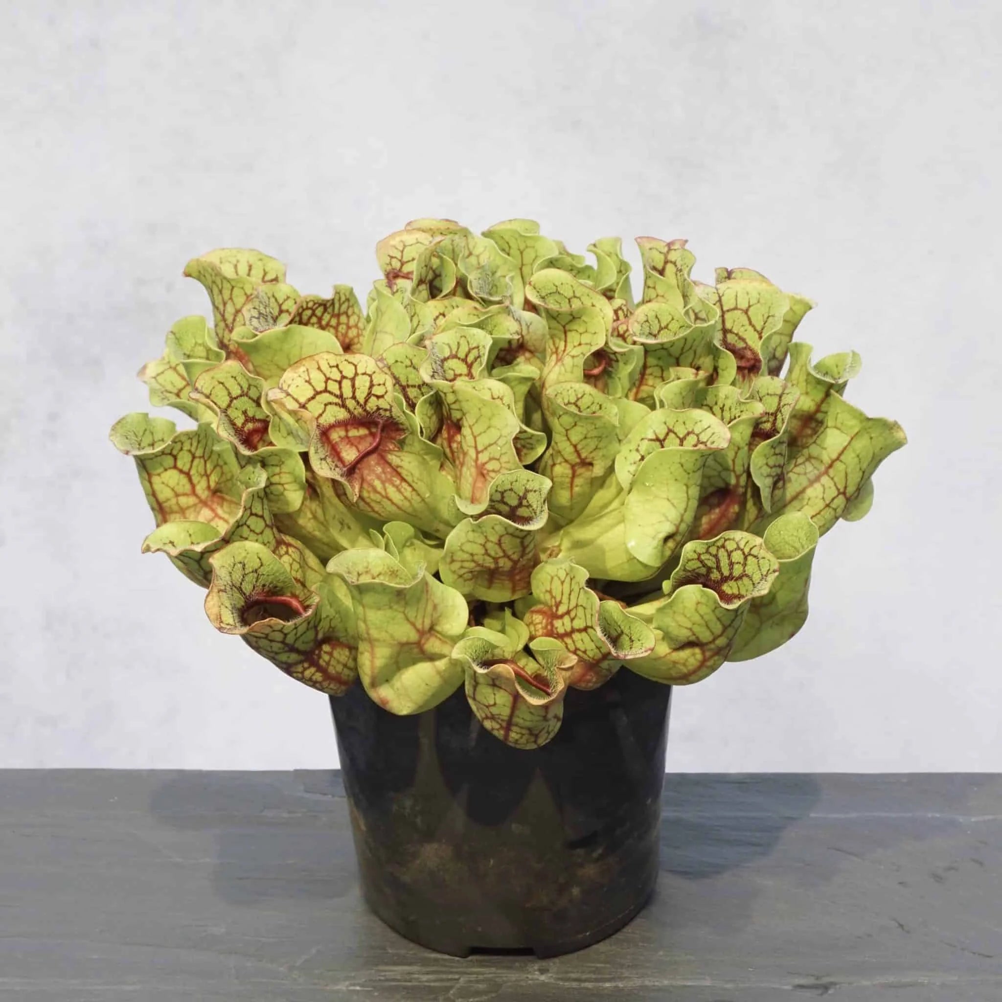 Sarracenia purpurea ssp. venosa, Old Dock, Columbus Co., 15-20 cm 大森食虫植物農園