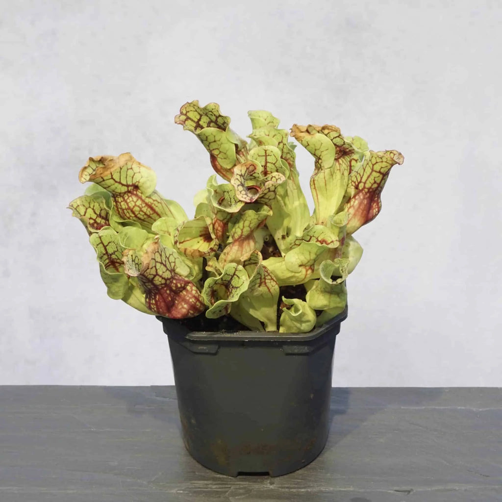 Sarracenia purpurea ssp. venosa, Old Dock, Columbus Co., 15-20 cm 大森食虫植物農園