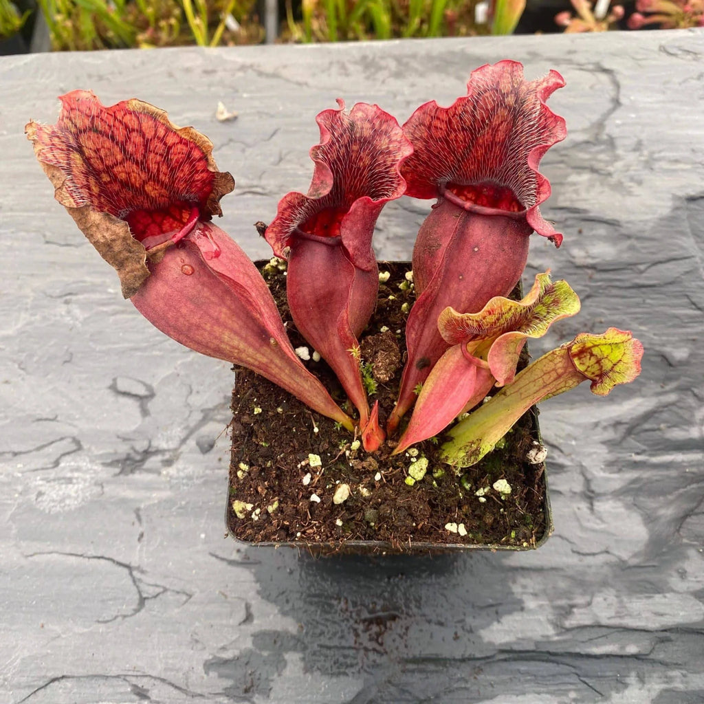 Sarracenia purpurea ssp. venosa, Old Dock, Columbus Co., 15-20 cm 大森食虫植物農園